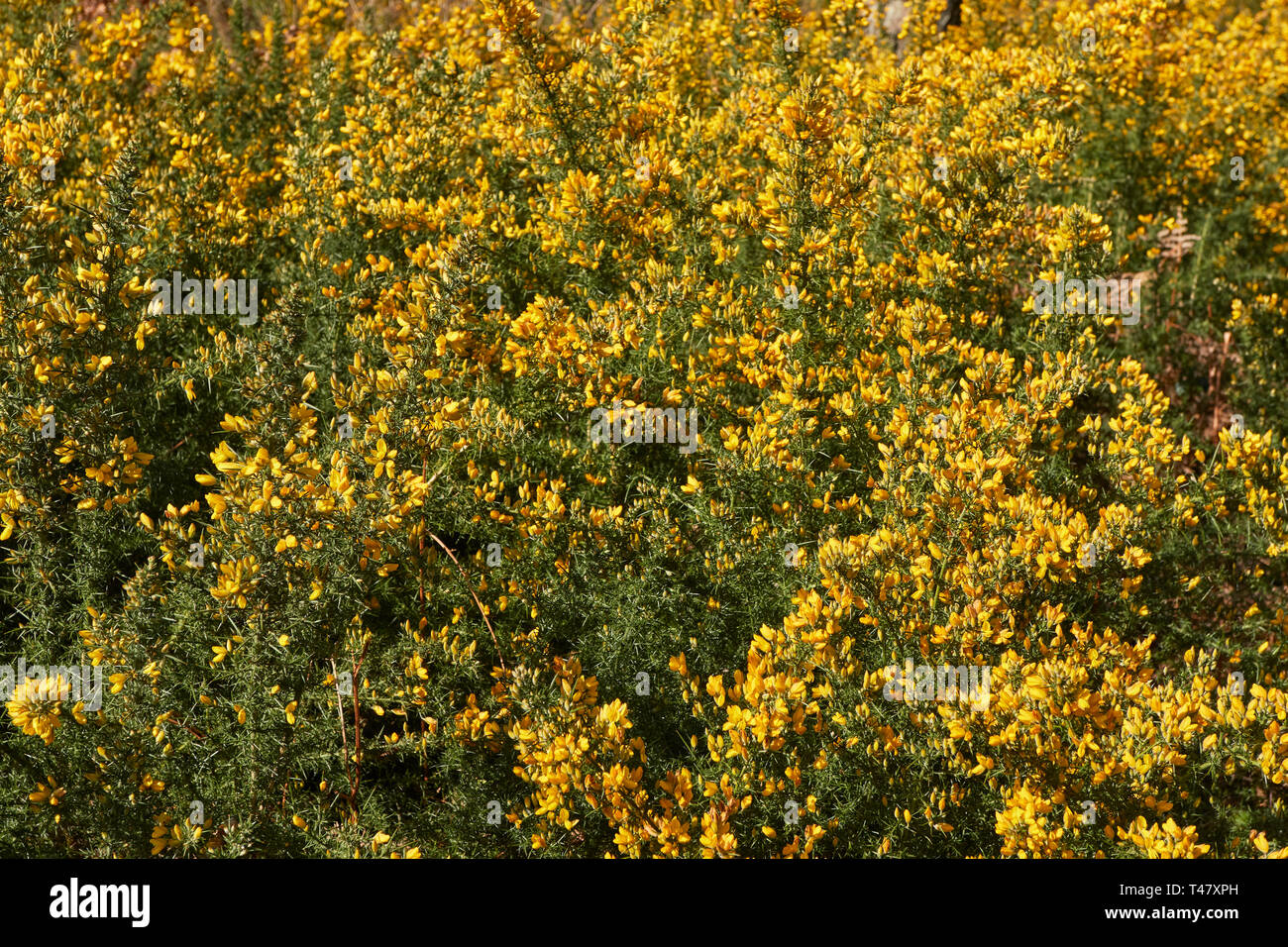 Sorprendente giallo gorse fiore nel sole di primavera. London, England, Regno Unito, Europa Foto Stock