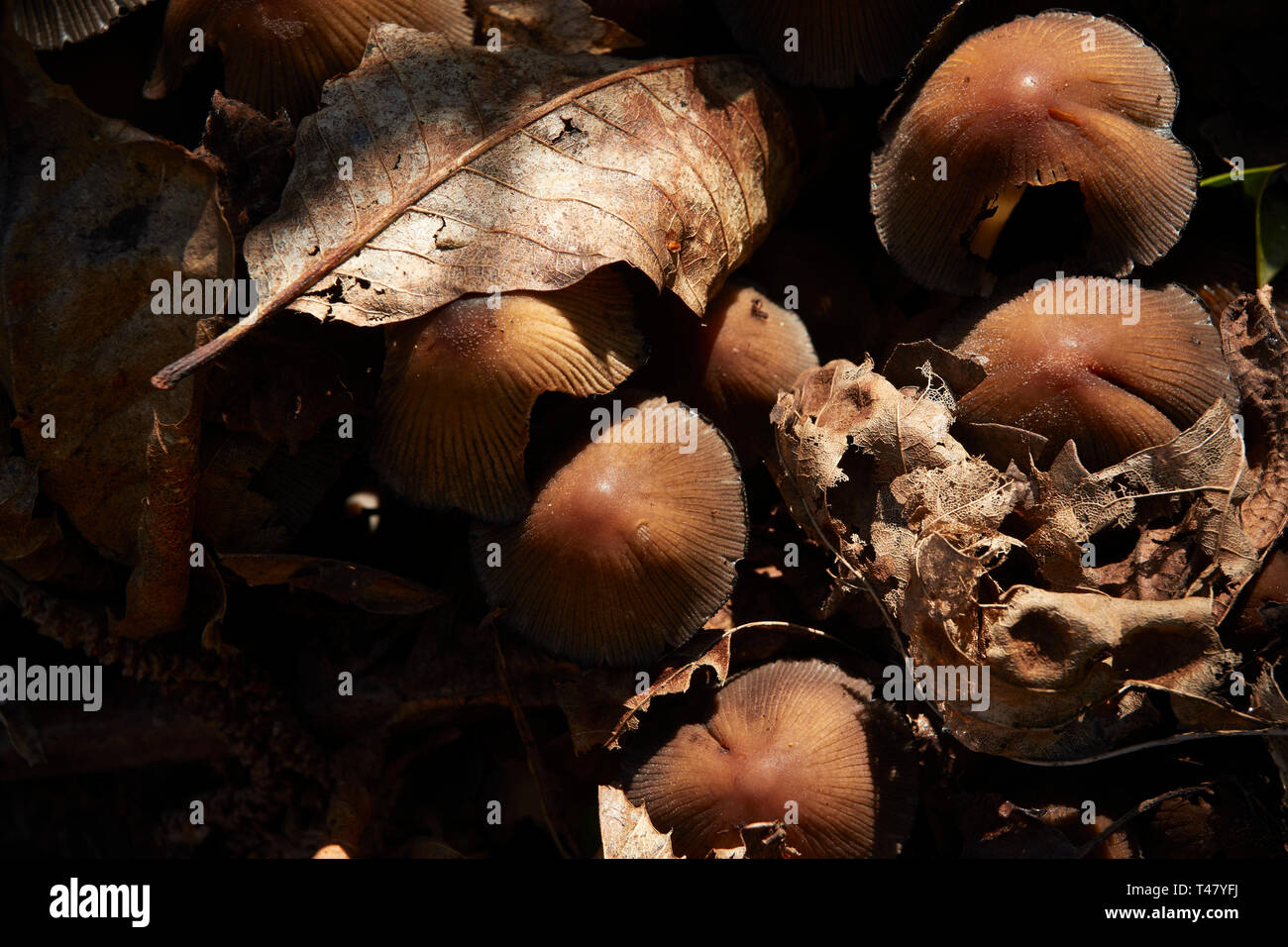 Hypholoma fasciculare, zolfo ciuffo grumo di funghi su un pavimento di bosco, Surrey, England, Regno Unito, Europa Foto Stock