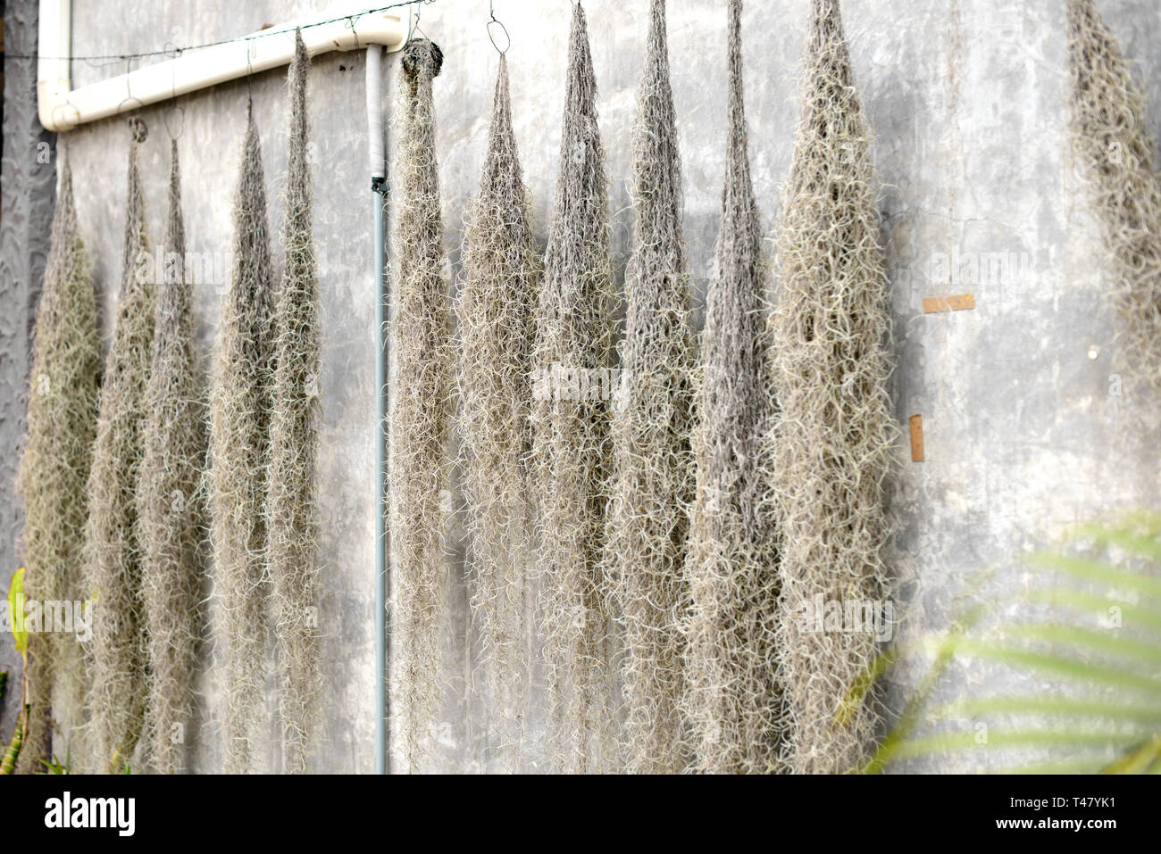 Asciugare tillandsia nella parte anteriore della parete di cemento. Piante Aerophytes sul muro grigio Sfondo. Foto Stock