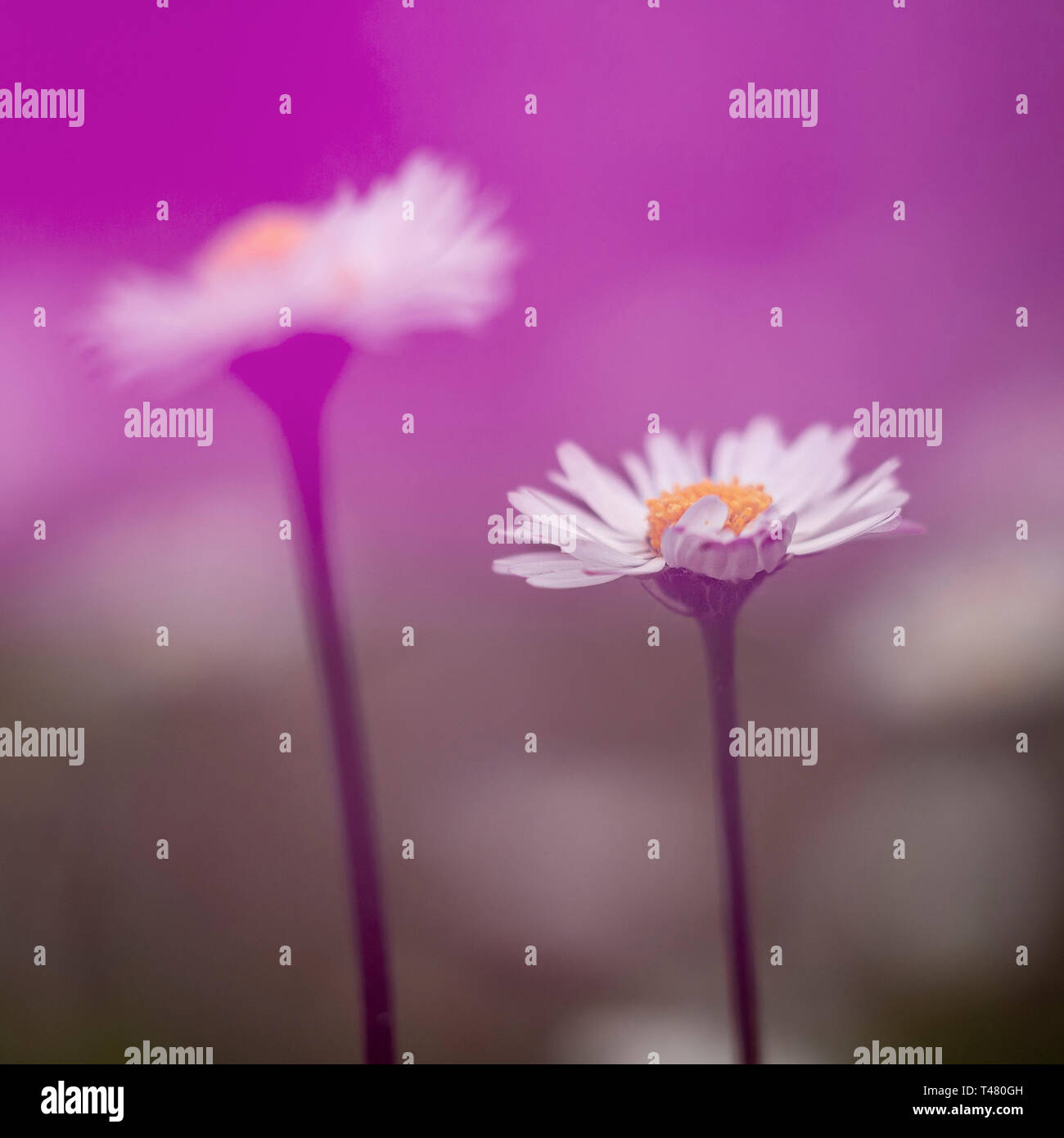 Trasognata margherite, defocussed sfocato effetto romantico. Primavera naturale dello sfondo. Foto Stock