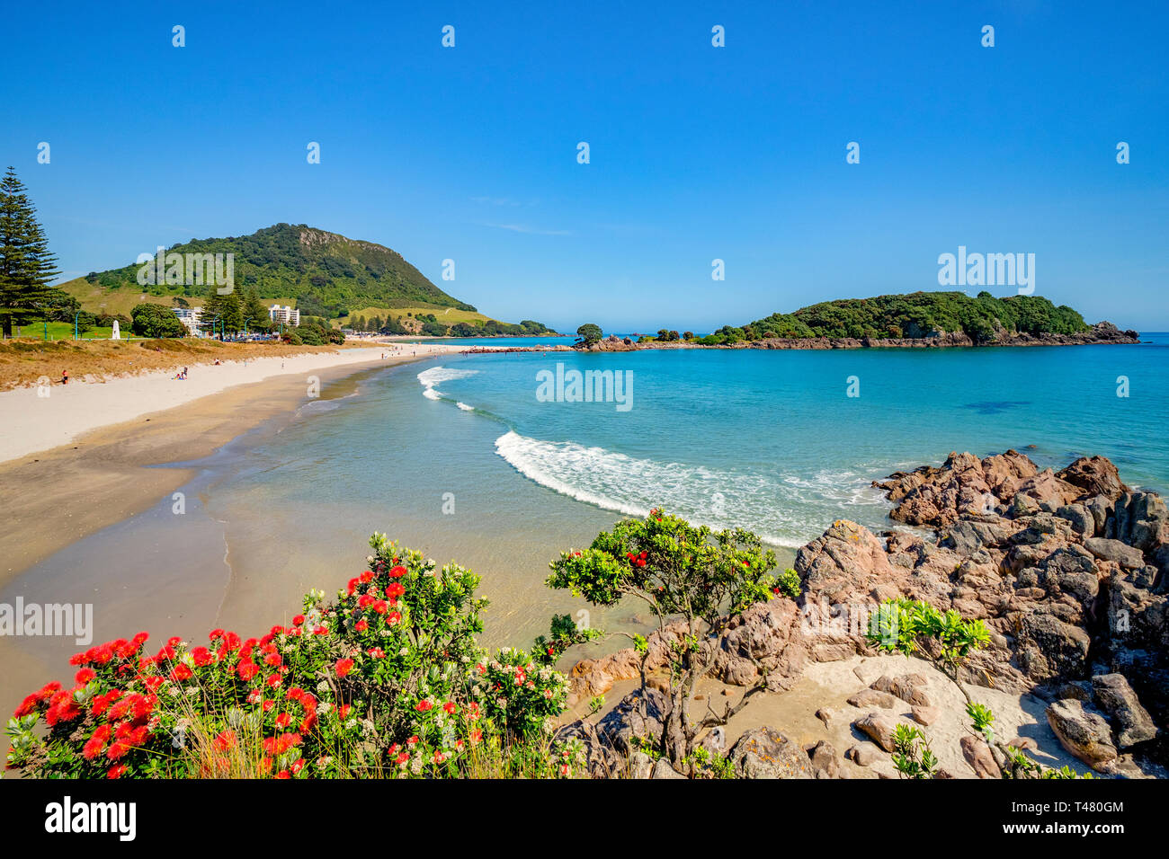 9 Dicembre 2018: Mount Maunganui, Nuova Zelanda - Mount Maunganui e Moturiki Isola, pohutukawa con boccole in primo piano. Foto Stock