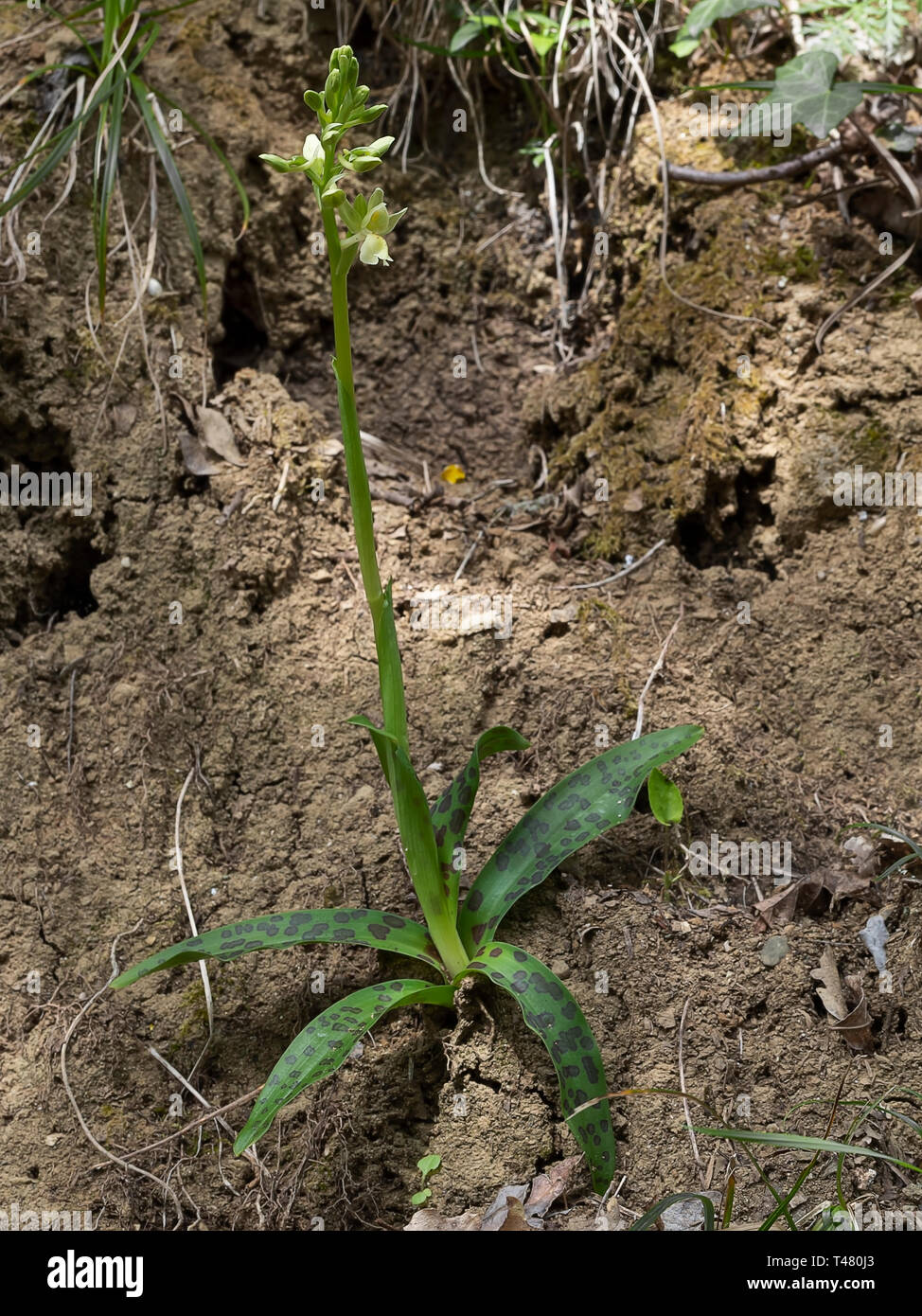 Orchis provincialis, La Provence orchid. Giallo pallido fiore selvatico,  pianta intera con foglie Foto stock - Alamy