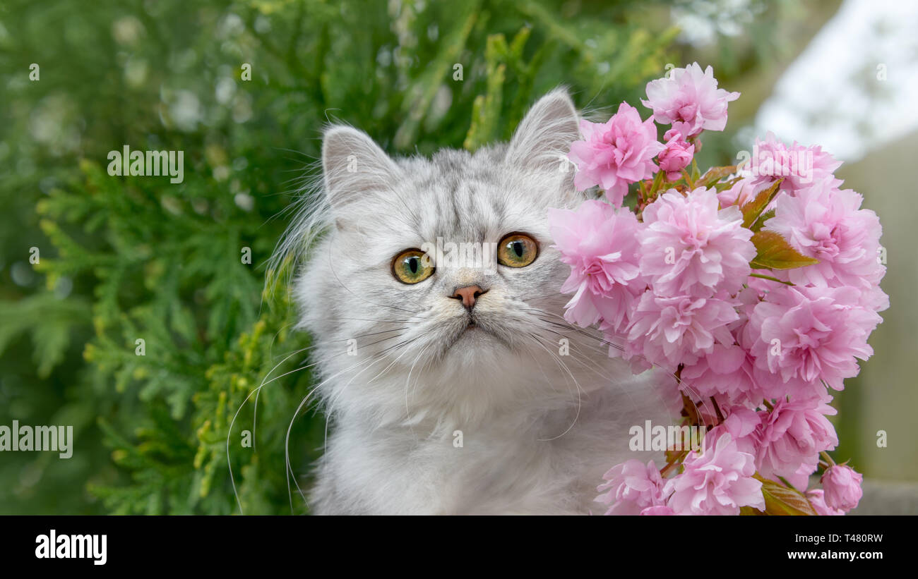 Carino British Longhair Cat kitten, nero-argento-Spotted Tabby-, guardando curiosamente, ritratto con la fioritura di rosa fiori di ciliegio in un giardino in primavera Foto Stock