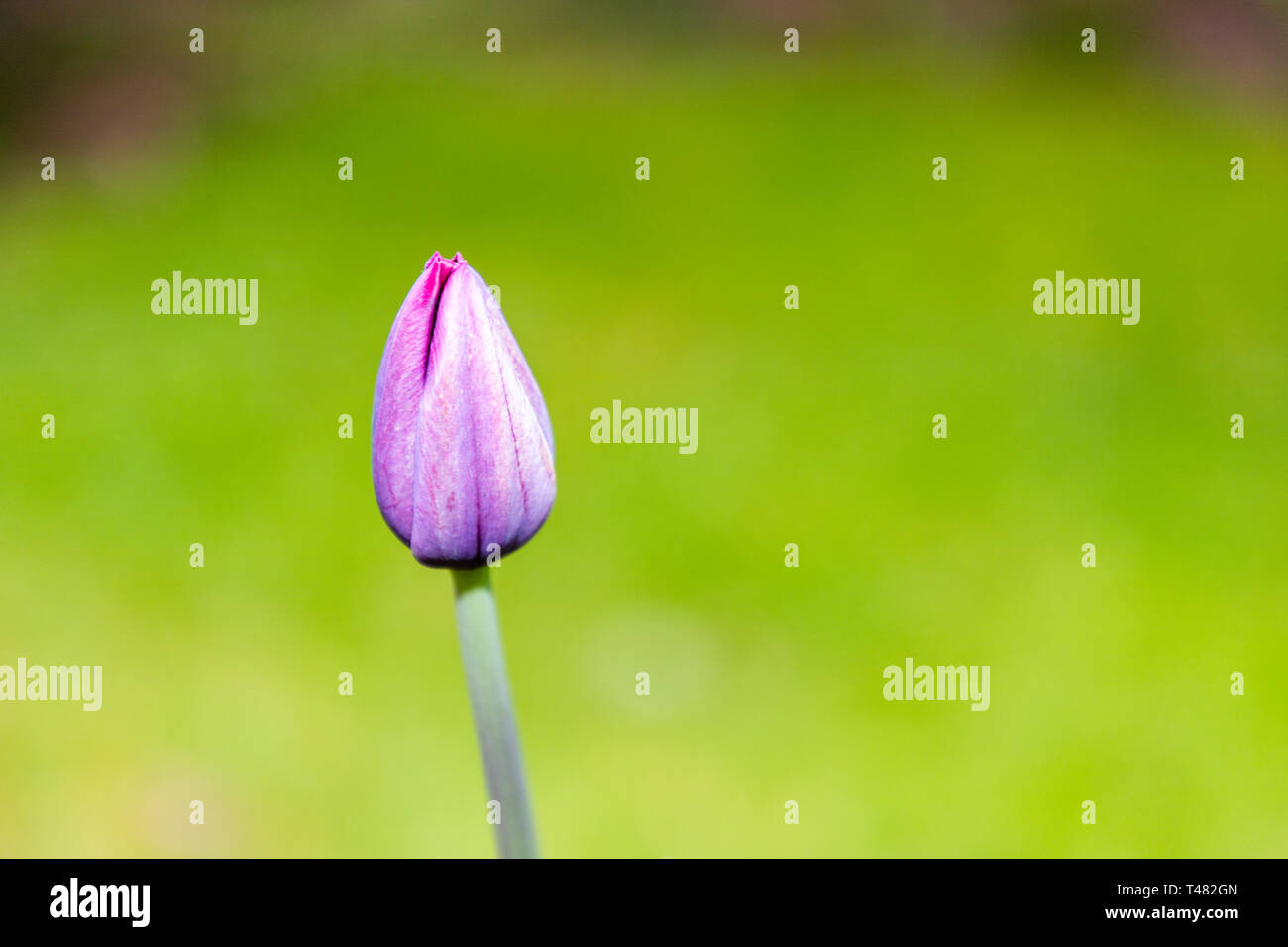 Un tulipano in fiore nel giardino con nessuno sfondo Foto Stock