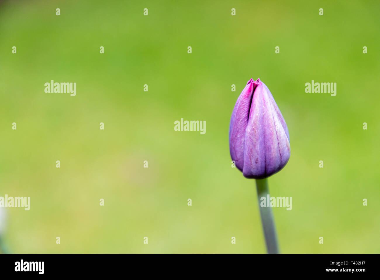 Un tulipano in fiore nel giardino con nessuno sfondo Foto Stock