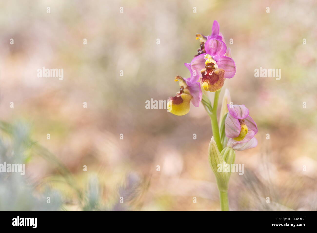 Orquídea abejera rosada (Ophrys tenthredinifera) Foto Stock