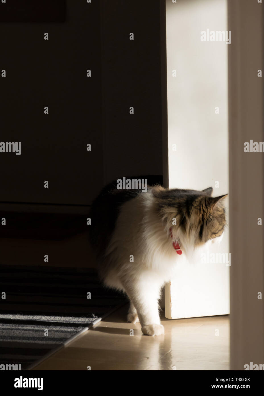 Norvegese delle Foreste cercando curiosi con sfondo verde Foto Stock