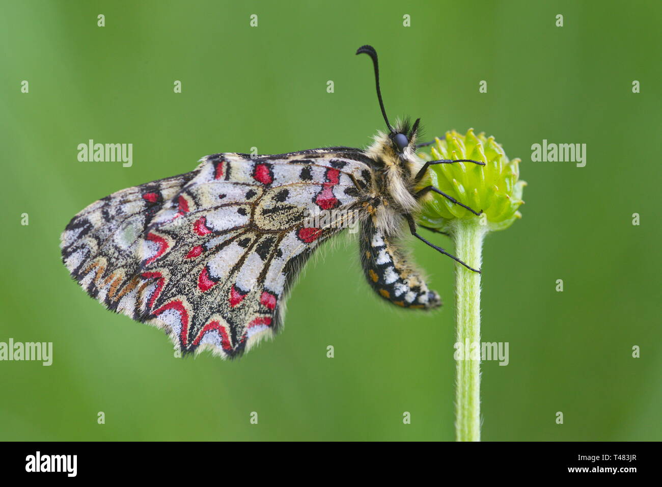 Zerynthia rumina, il festone spagnola, è una farfalla appartenente alla famiglia Papilionidae. È una specie molto diffusa in Spagna e frequenta la maggior parte hab Foto Stock