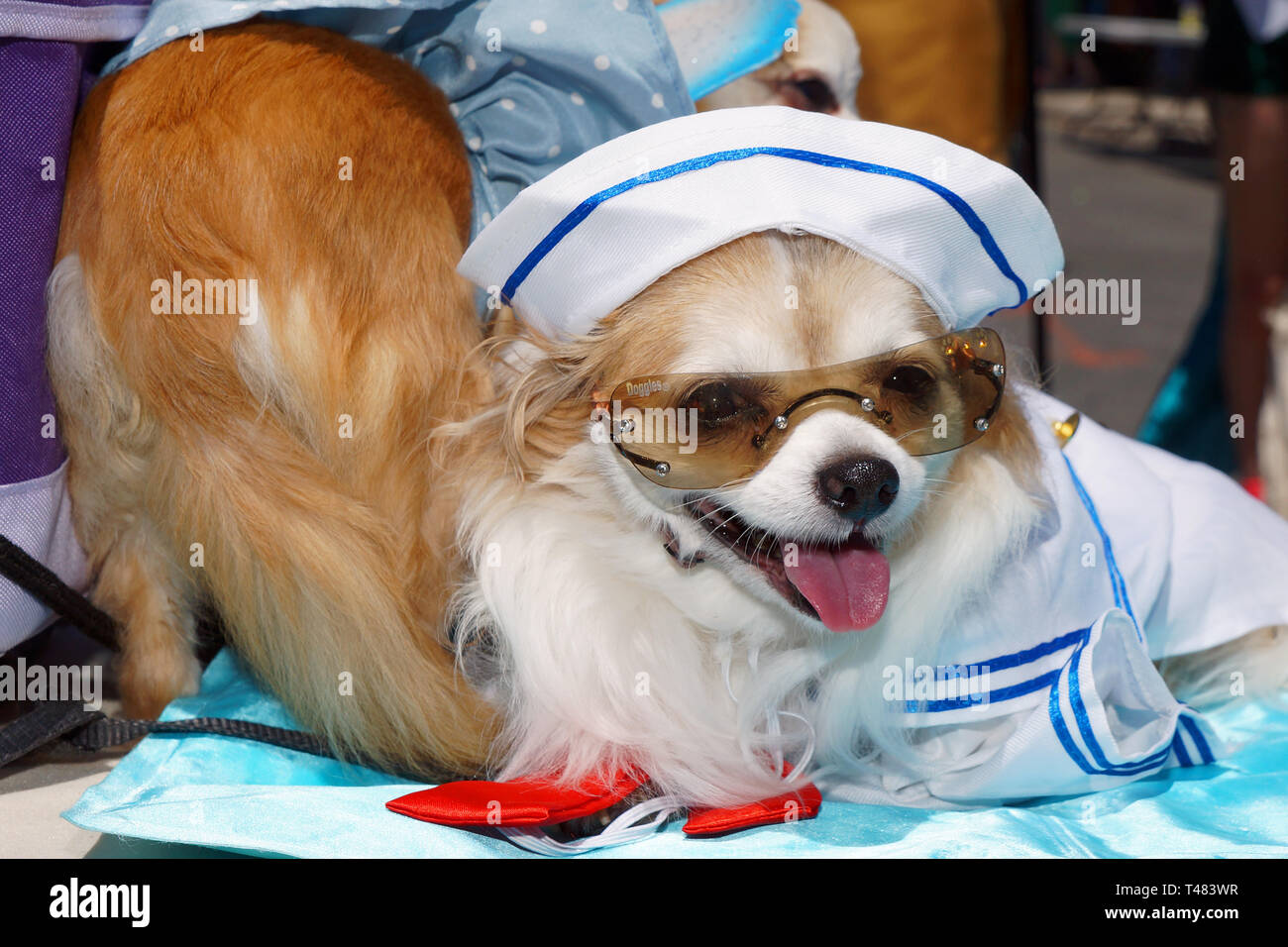 Cane a Mermaid Parade a Coney Island Foto Stock
