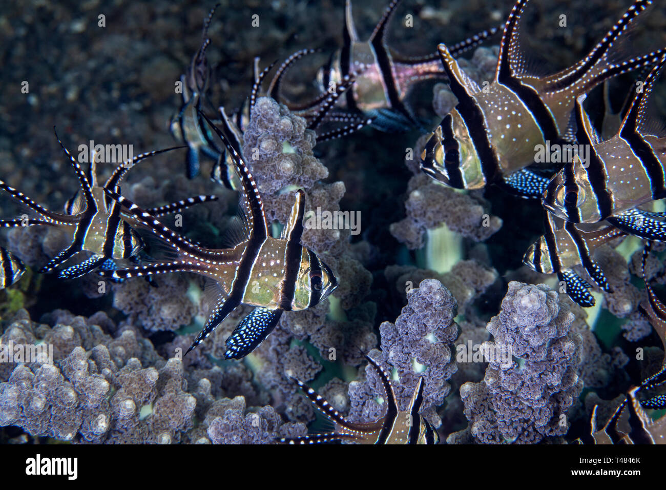 Banggai cardinalfish (Pterapogon kauderni) associata con diramazione anemone [Actinodendron glomeratum]. Stretto di Lembeh, Indonesia. Foto Stock