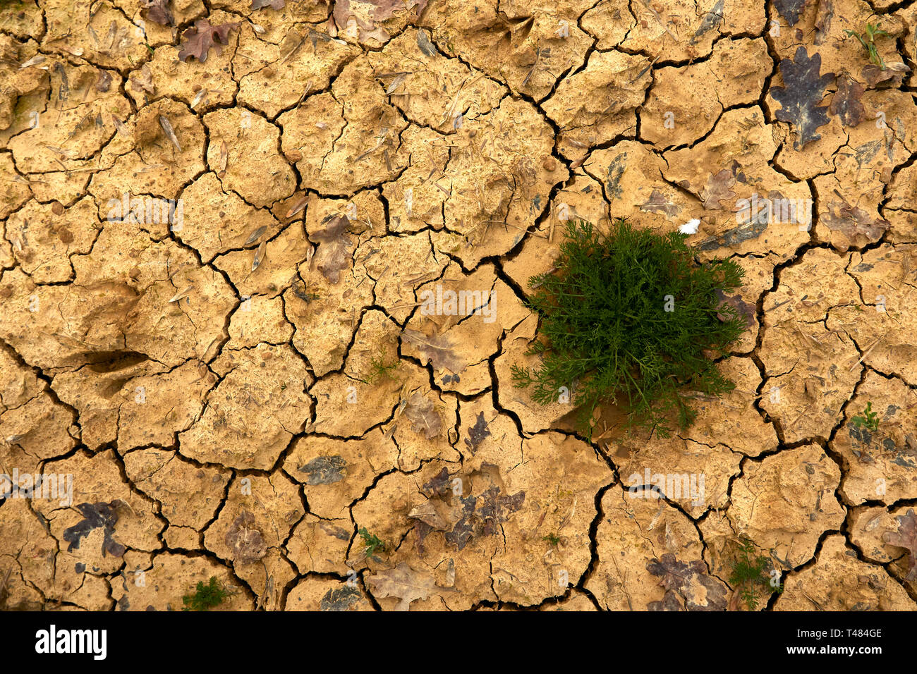 Asciutto terra rotto di natura ambientale close-up orizzontale Foto Stock