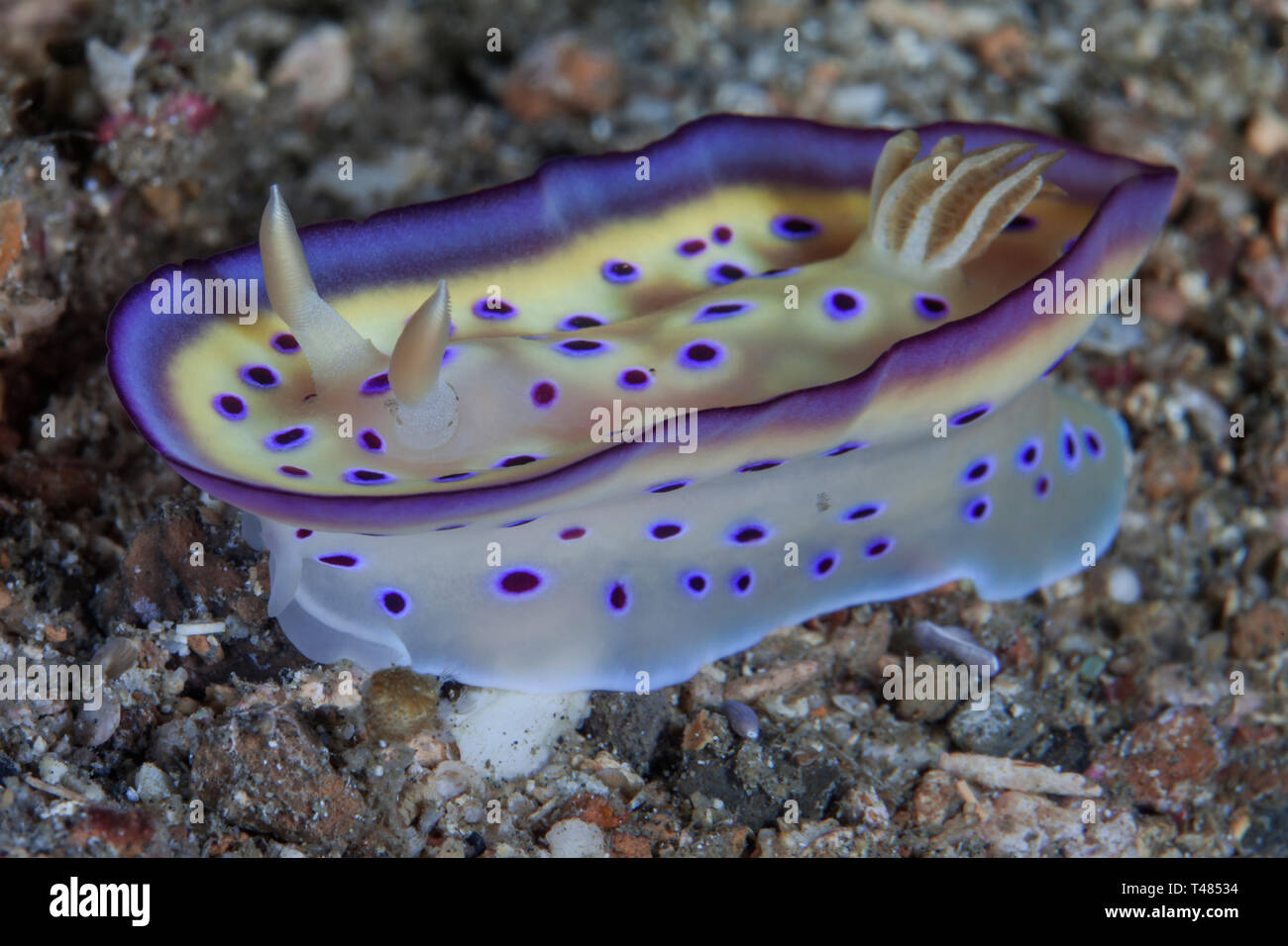 Colorate Chromodoris nudibranch kunei solleva il suo mantello per rivelare il suo lato inferiore. Stretto di Lembeh, Indonesia. Foto Stock