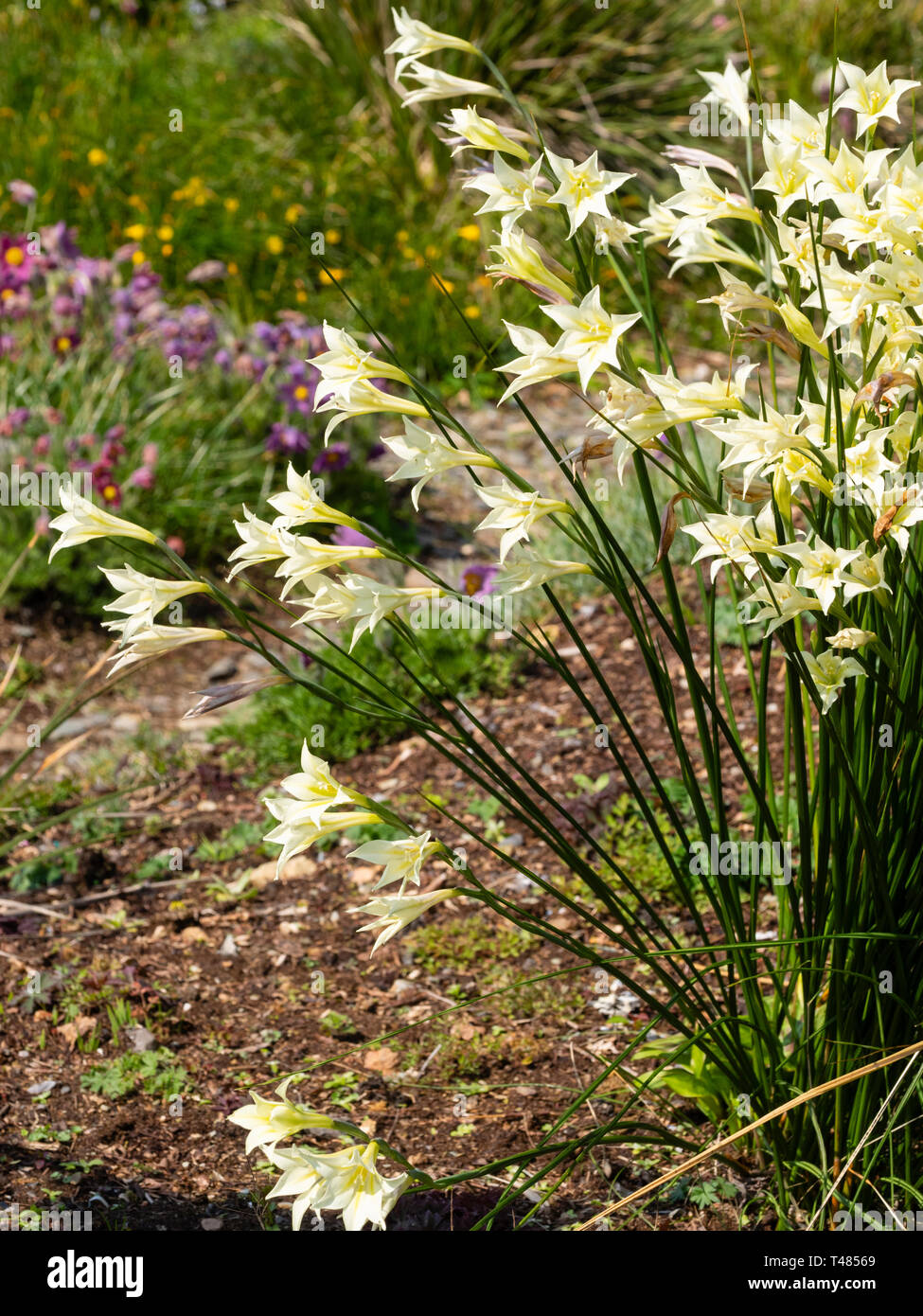 Crema di trombe fiorito del Sud Africa, metà hardy corm, Gladiolus tristis, in una metà del display a molla Foto Stock