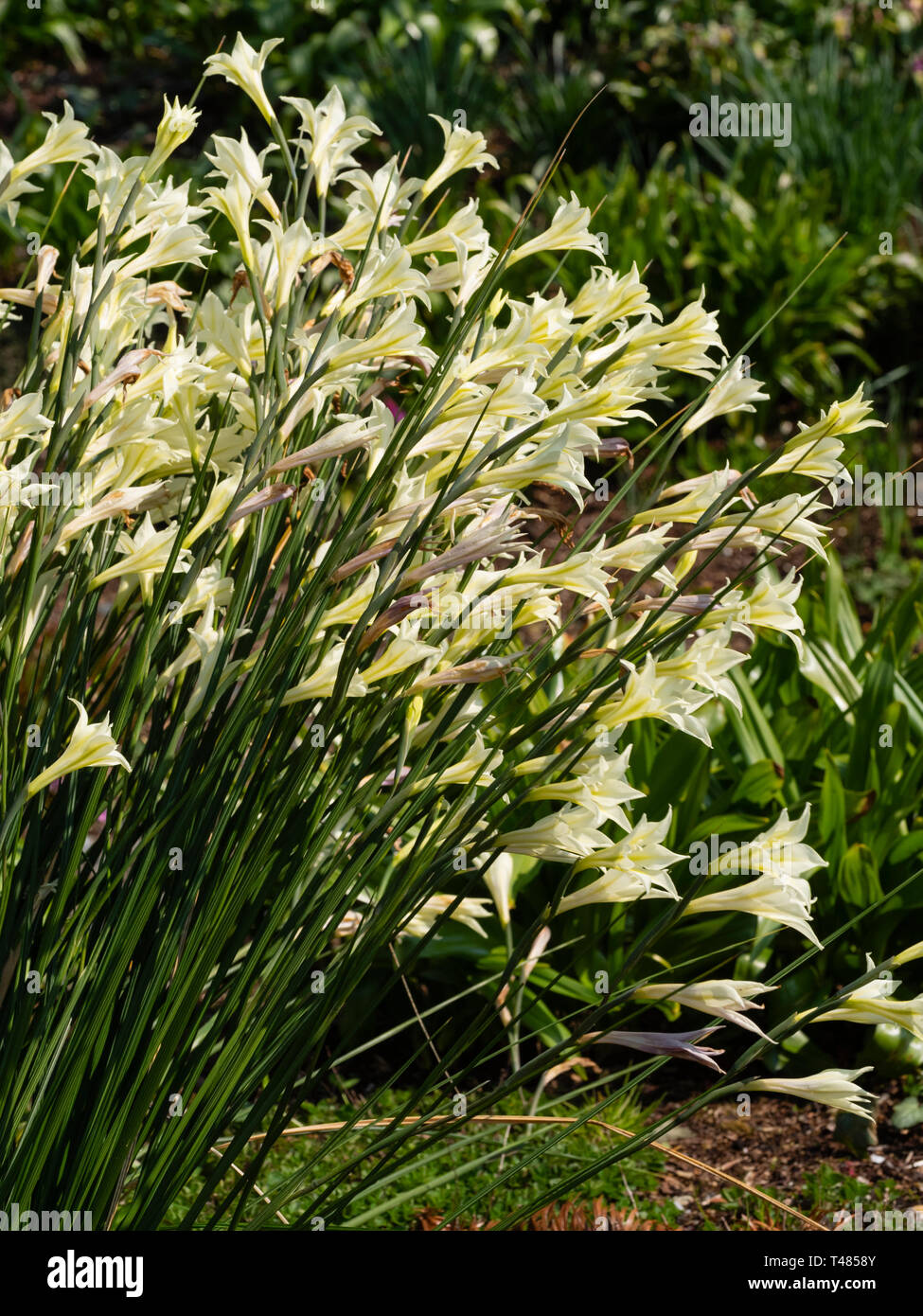 Crema di trombe fiorito del Sud Africa, metà hardy corm, Gladiolus tristis, in una metà del display a molla Foto Stock