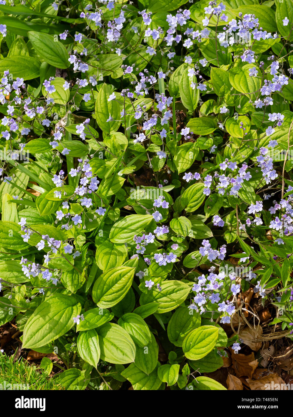 Blu pallido fiori tenuto in ariose spruzzi di primavera fioritura ardito perenne, Omphalodes cappadocica Foto Stock