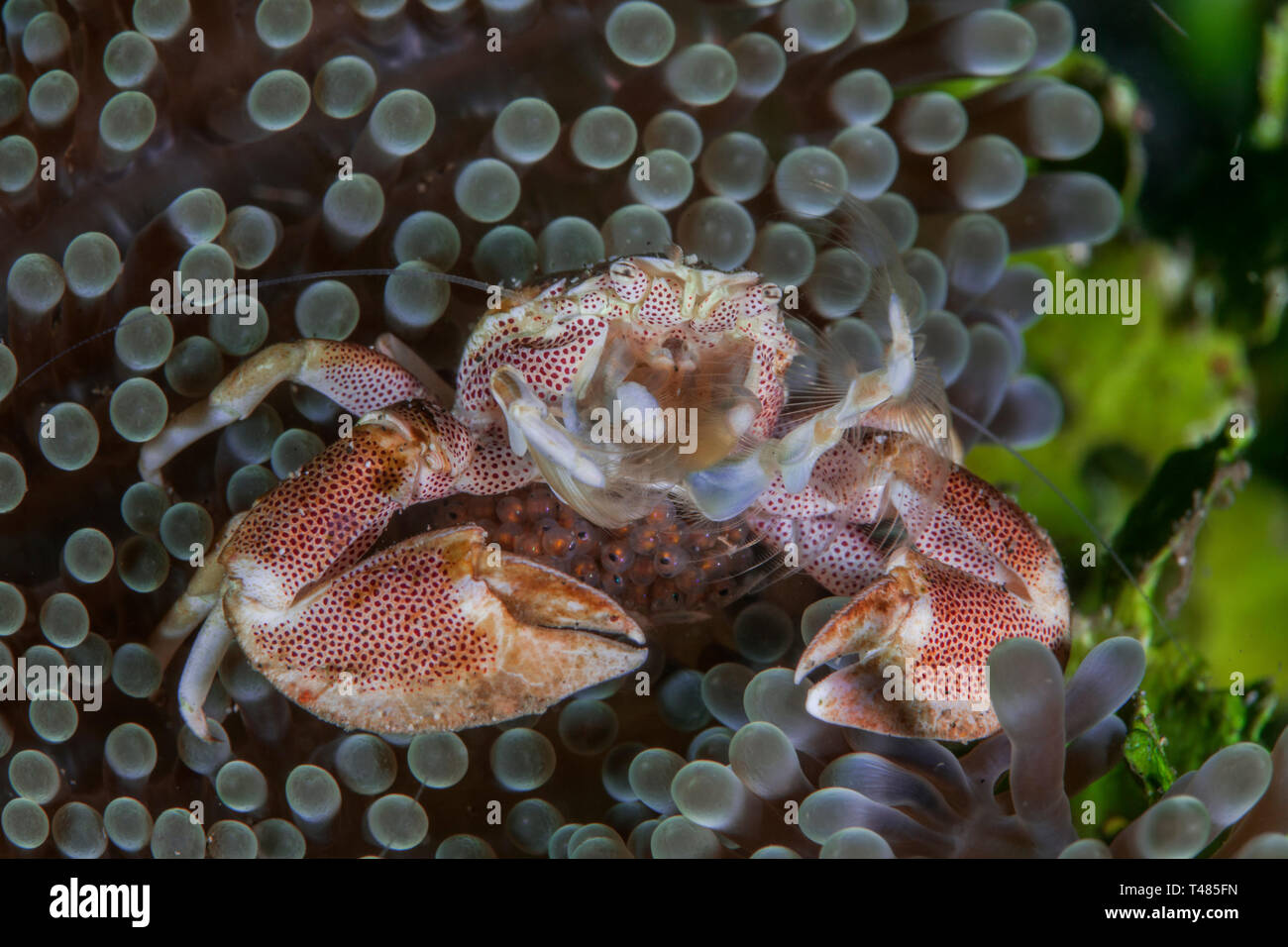 Macchiato il granchio di porcellana con uova rifugiandosi nella moquette anemone. Stretto di Lembeh, Indonesia. Foto Stock