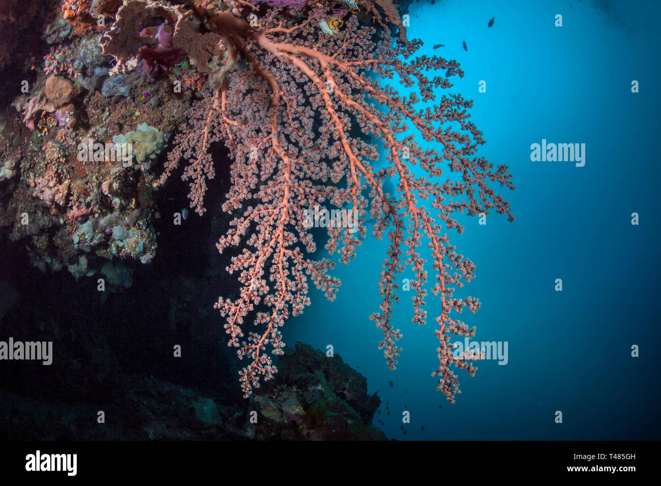 Rosa corallo morbido sotto una sporgenza della parete corallina con acqua blu sullo sfondo. Bunaken Island, Indonesia. Foto Stock