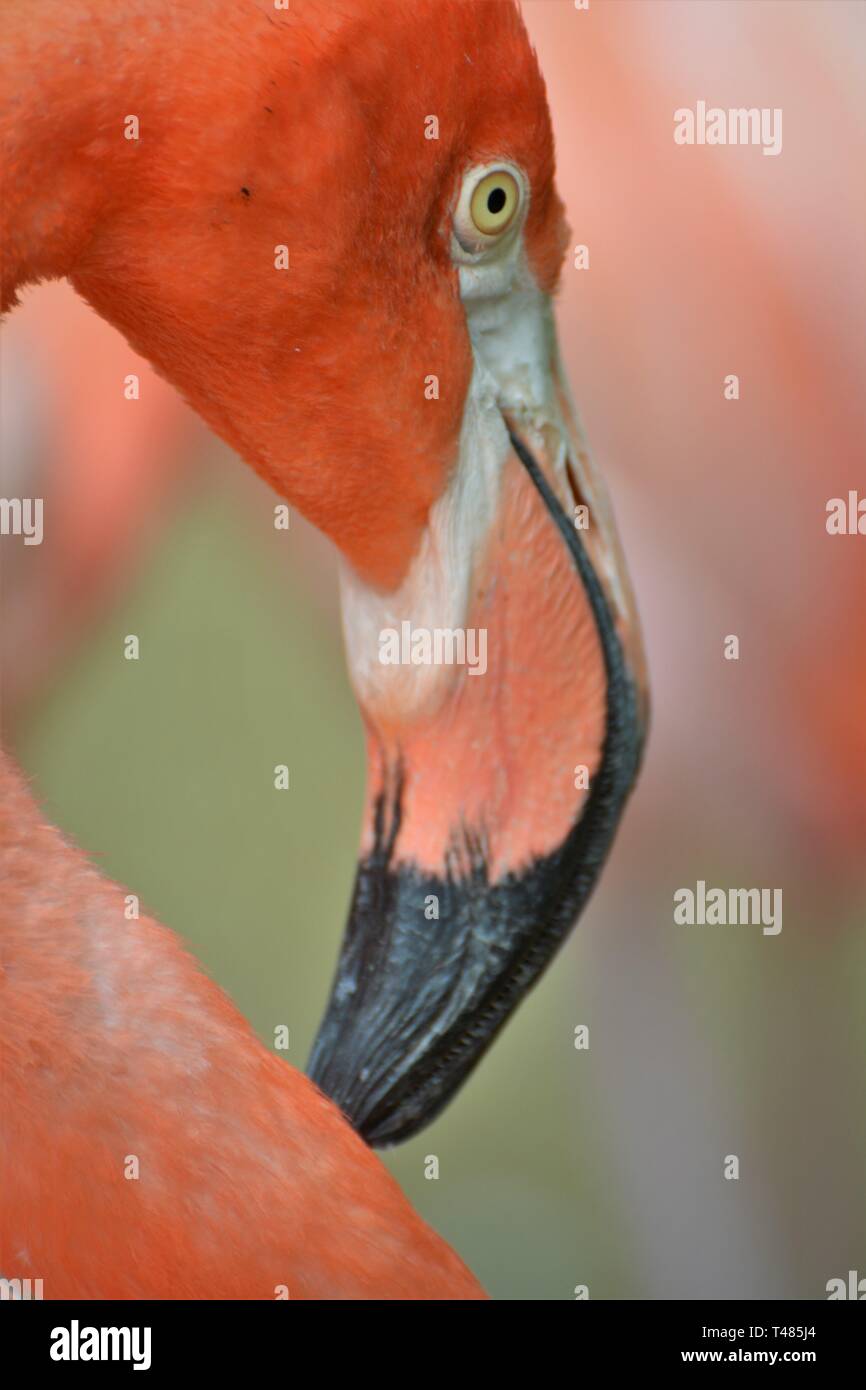 American Red Flamingo closeup ritratti dei veri uccellini in zoo Foto Stock