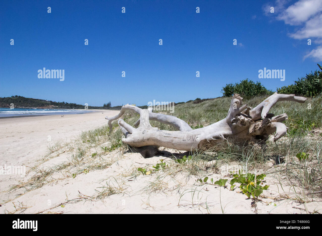 Baumstamm am Strand in Australien, tutto ciò di cui avete bisogno ist amore Beschriftung Foto Stock
