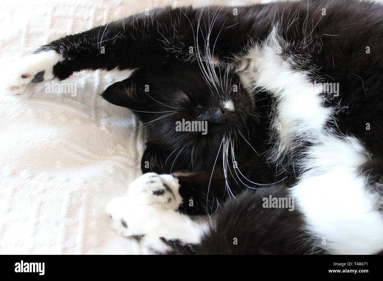Simpatico Gatto sdraiato sul letto stretching Foto Stock