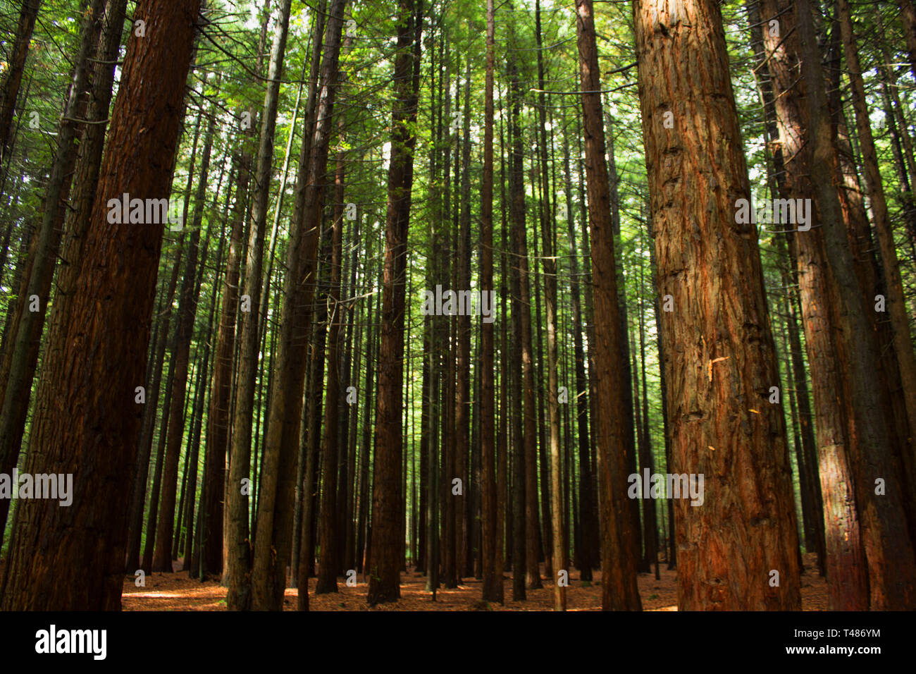 Redwood foresta vicino a Rotorua, Whakarewarewa Foto Stock