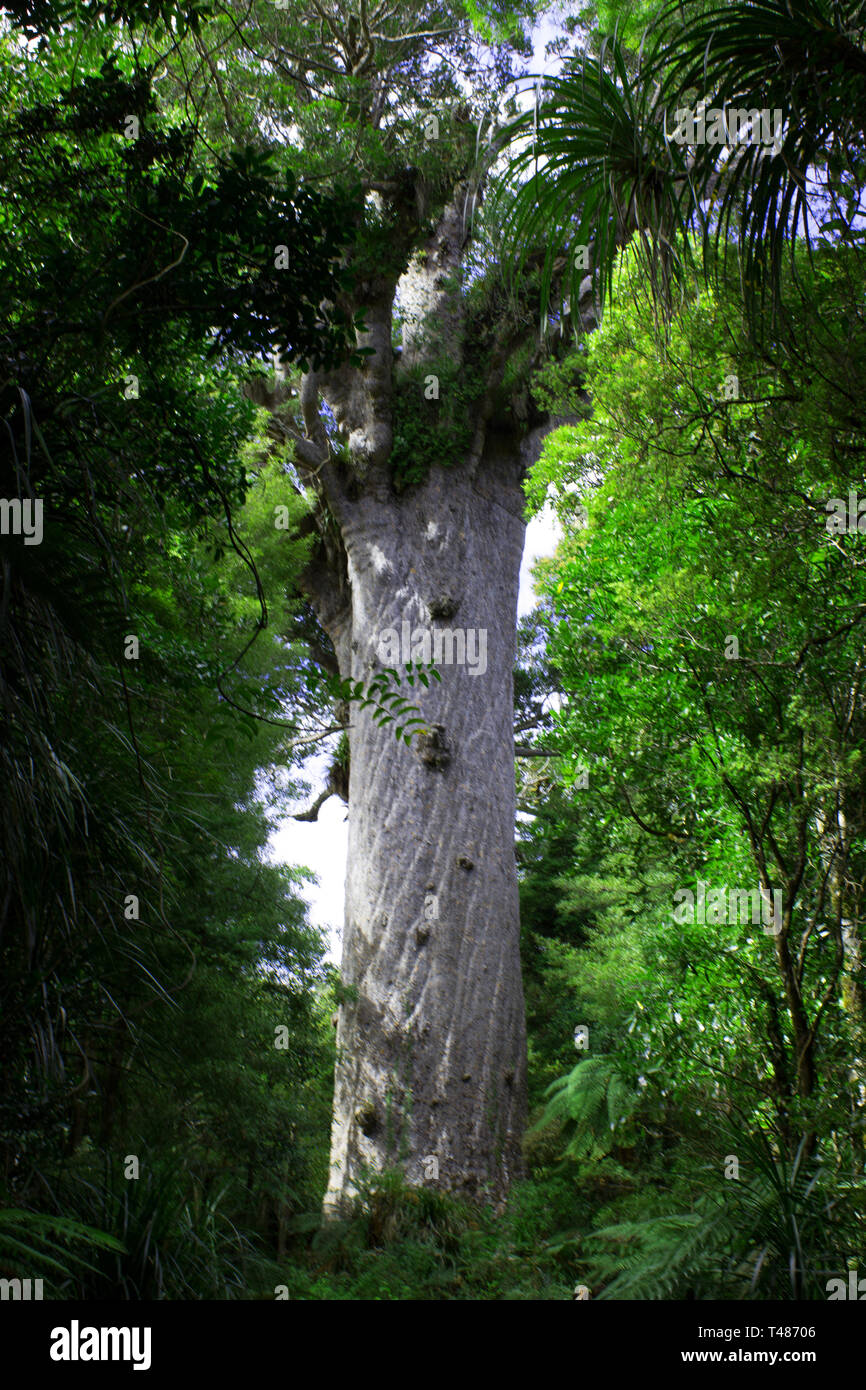 Mahuta Tāne, giant kauri tree (Agathis australis) nella foresta di Waipoua della regione di Northland, Nuova Zelanda Foto Stock