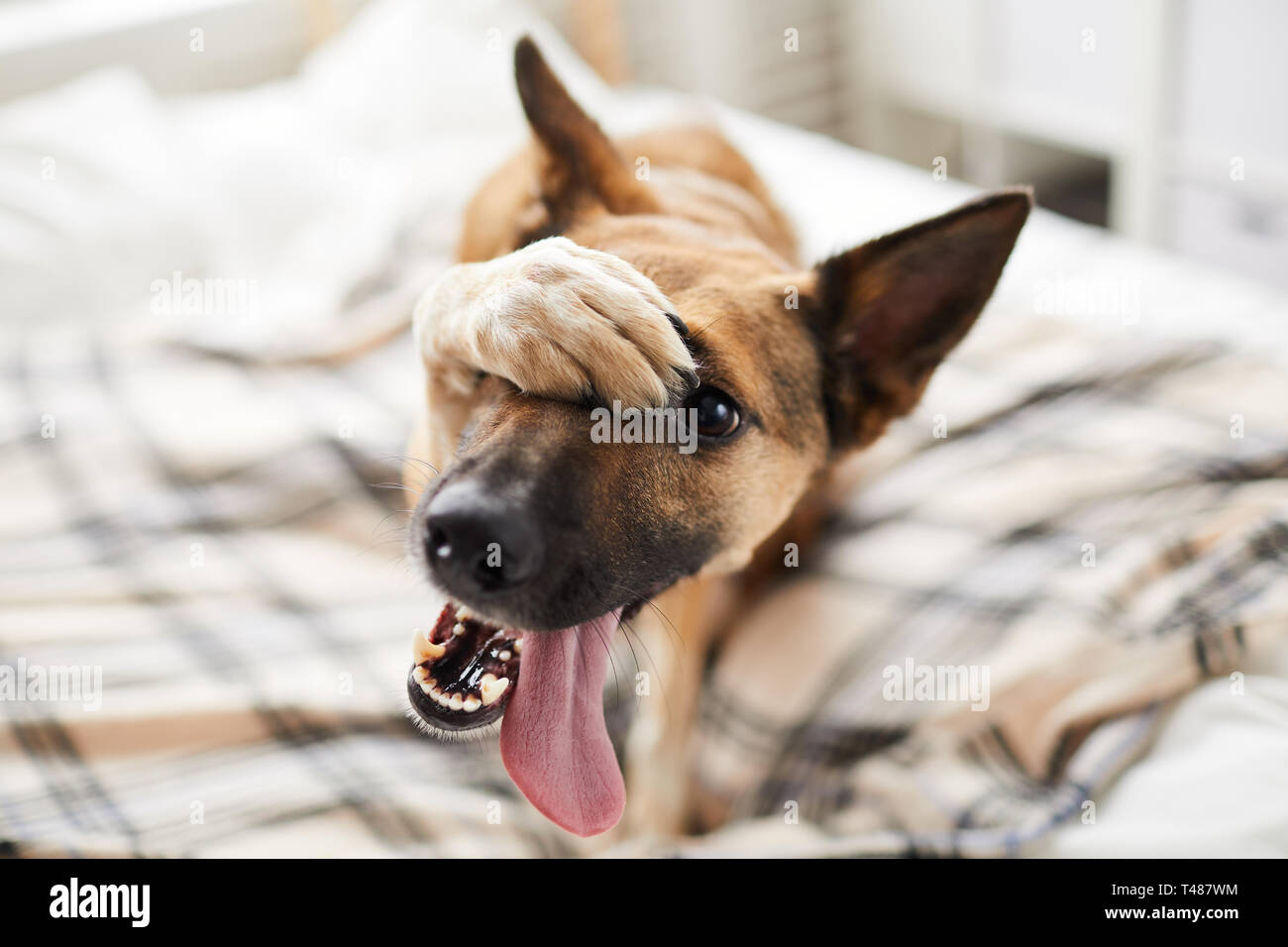 Imbarazzato cane sul letto Foto Stock