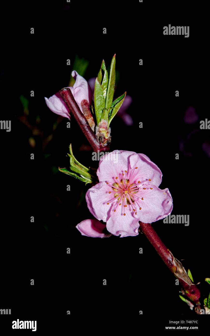 Peach blossom nella notte, Orchard durante la notte Foto Stock