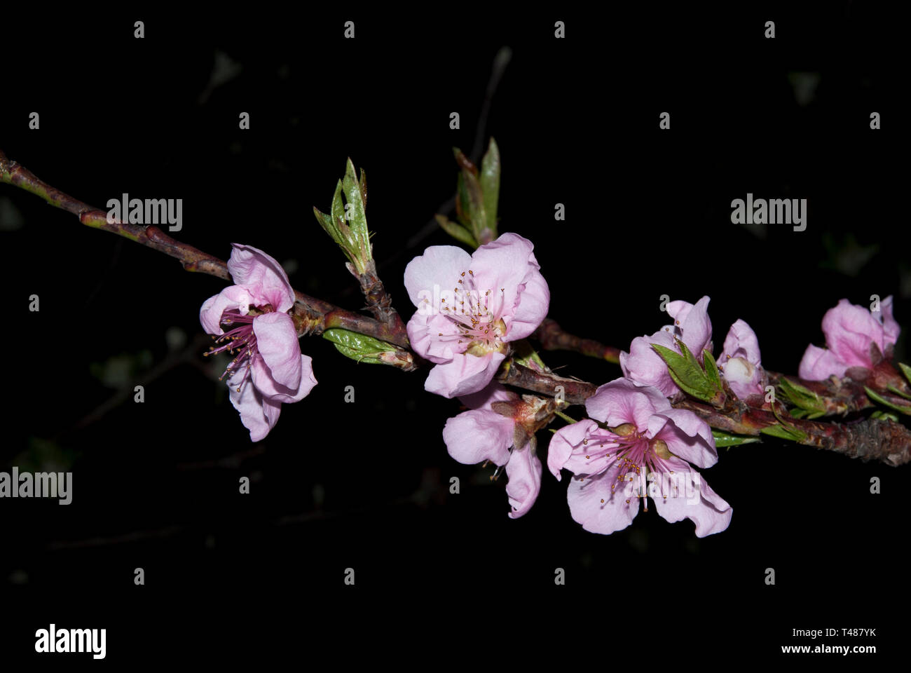 Sbocciare nella notte, fioritura frutteti di pesche di notte Foto Stock