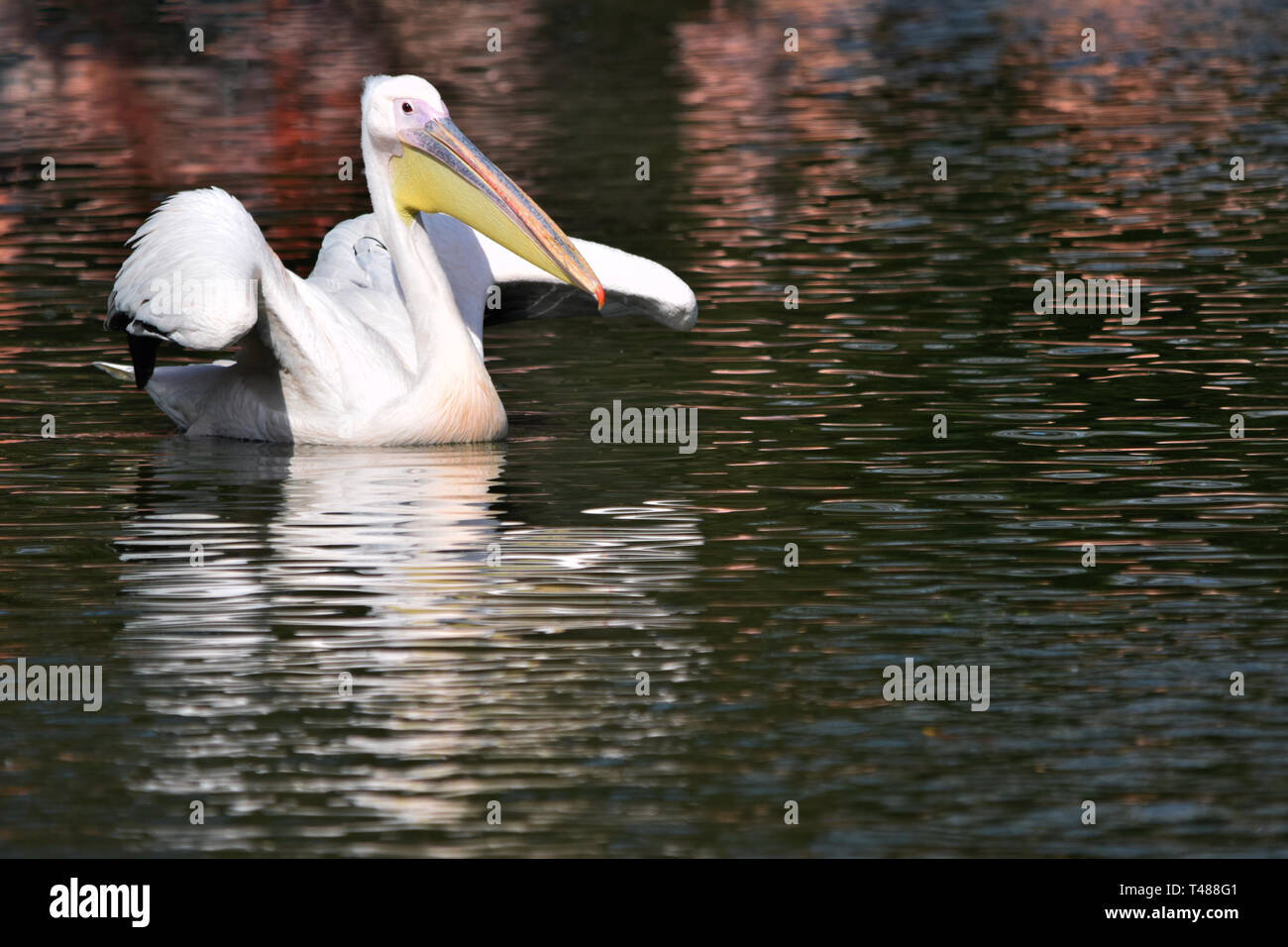 Great White Pelican nuoto con il suo riflesso visibile nelle increspature dell'acqua Foto Stock