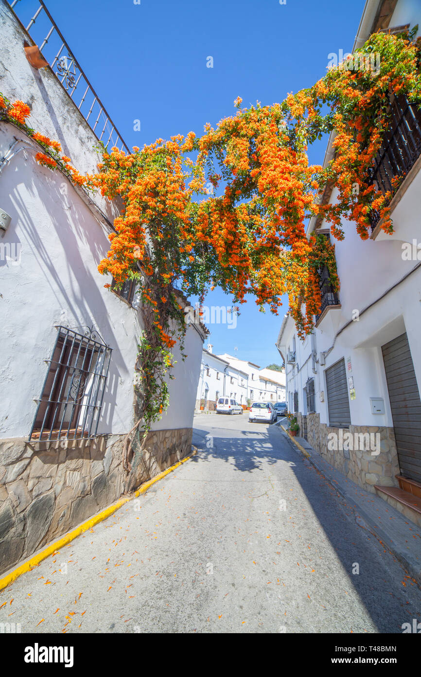 Orange tromba vine appesi da balconi, Jimena de la Frontera. Famoso villaggio bianco della provincia di Cadice, Spagna Foto Stock