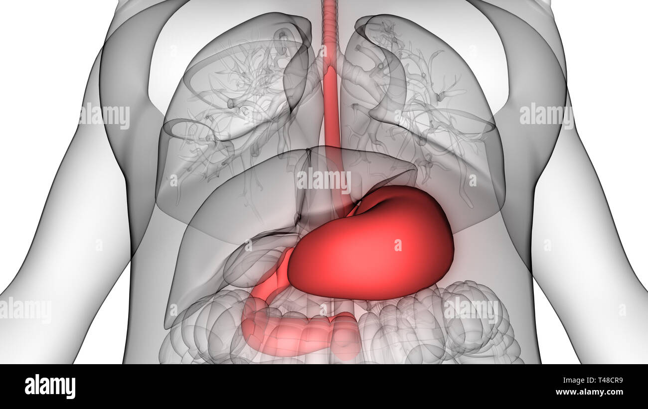 Apparato Digestivo umano Anatomia dello stomaco Foto Stock