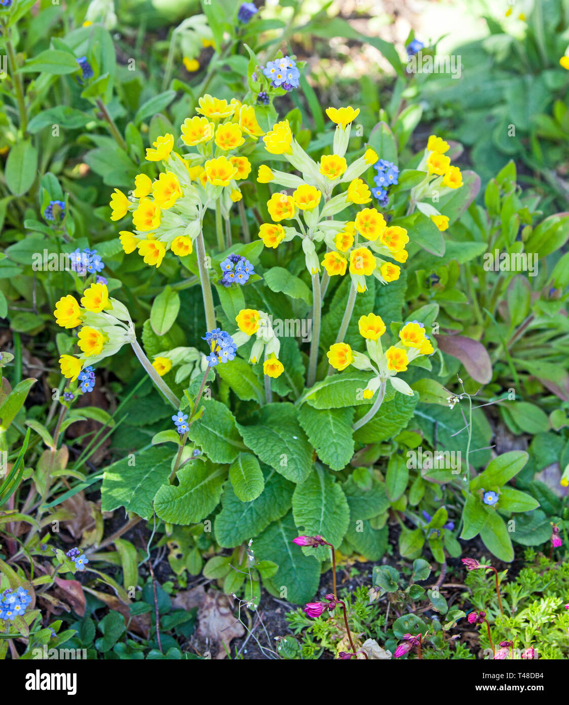 Cowslips Primula veris in crescita in un paese di lingua inglese giardino un nativo British selvaggio fiore Foto Stock