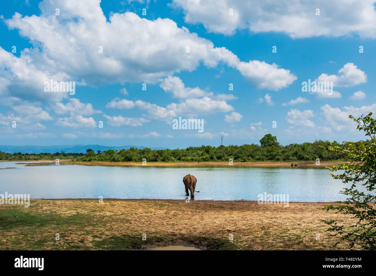 Lonely elefante Asiatico passeggiate in riva al lago Foto Stock