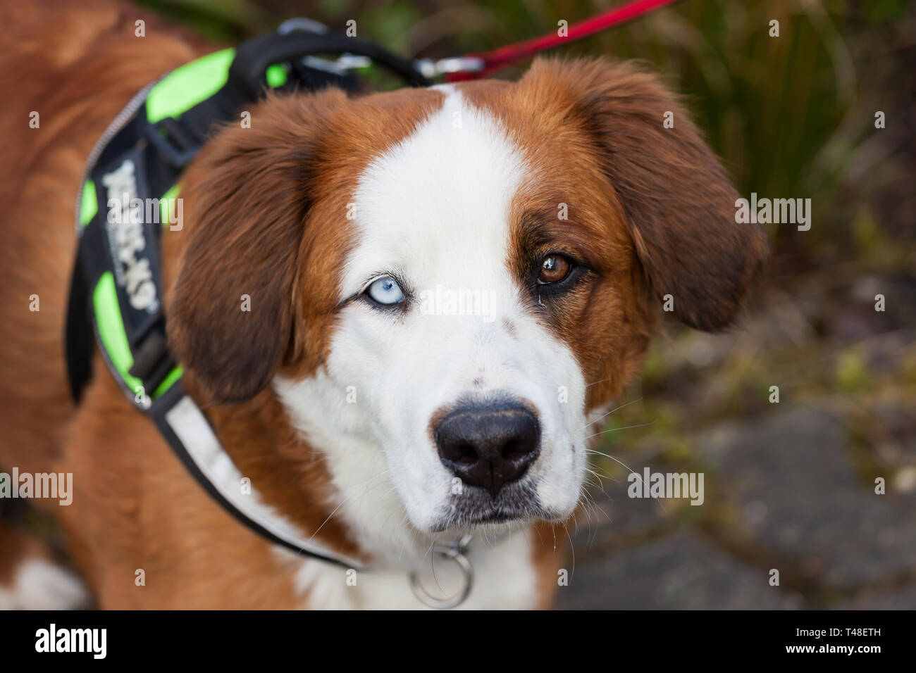 Cane con due diversi occhi colorati Foto Stock