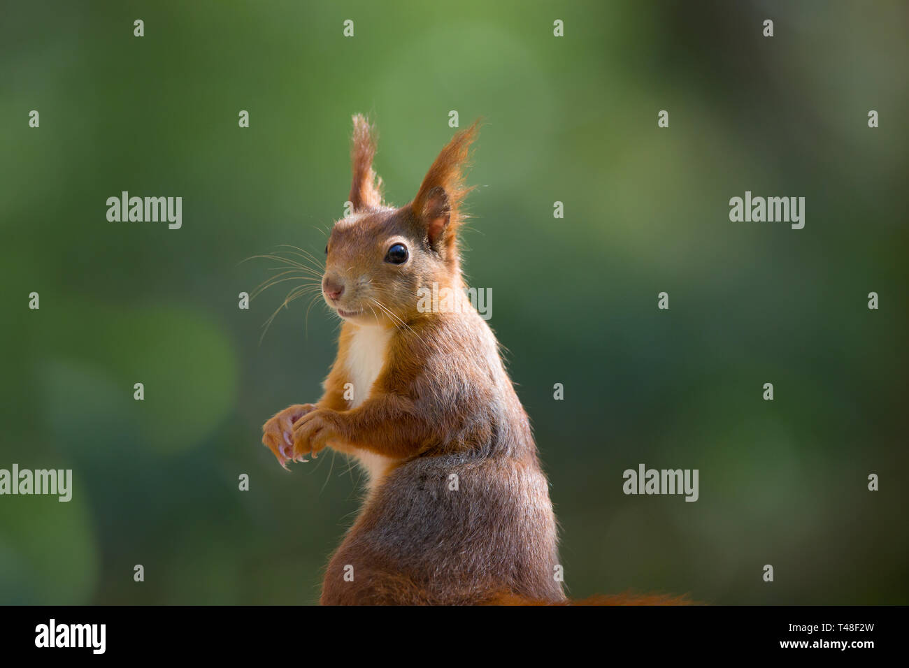 Primo piano di splendido scoiattolo rosso selvaggio britannico in piedi, isolato nel bosco britannico. Allerta il sole Sciurus vulgaris girando per guardare dietro. Foto Stock