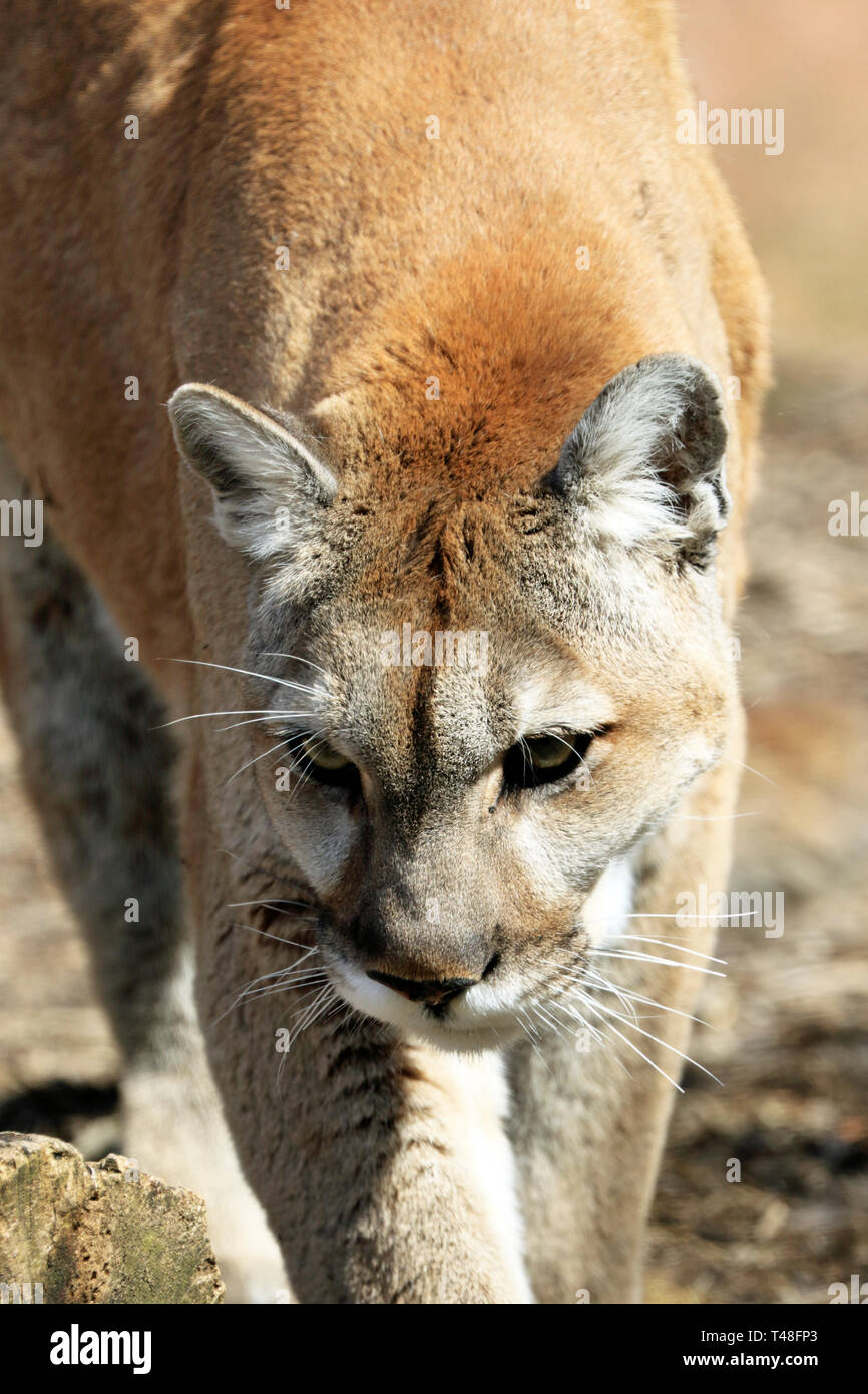 Ritratto di una Cougar, Puma concolor, Turtle torna lo Zoo di West Orange, nel New Jersey, STATI UNITI D'AMERICA Foto Stock