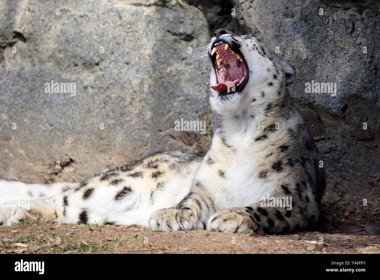 Snow Leopard, Panthera uncia, Turtle torna lo Zoo di West Orange, NJ, Stati Uniti d'America Foto Stock