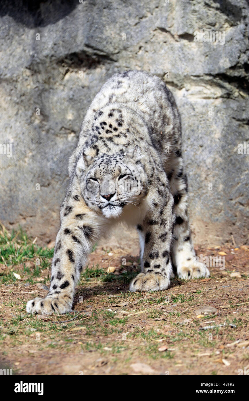Snow Leopard, Panthera uncia, Turtle torna lo Zoo di West Orange, NJ, Stati Uniti d'America Foto Stock
