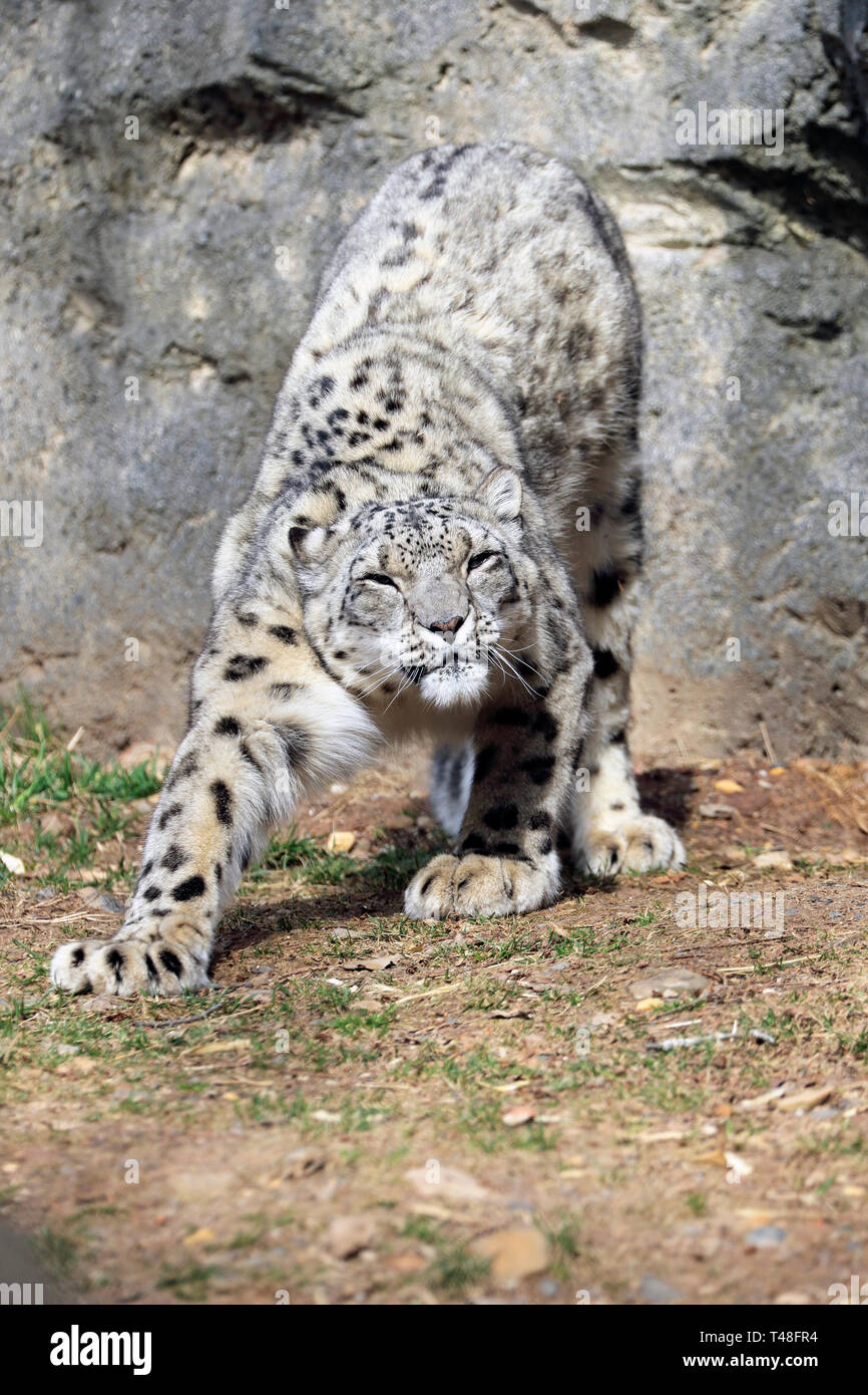 Snow Leopard, Panthera uncia, Turtle torna lo Zoo di West Orange, NJ, Stati Uniti d'America Foto Stock