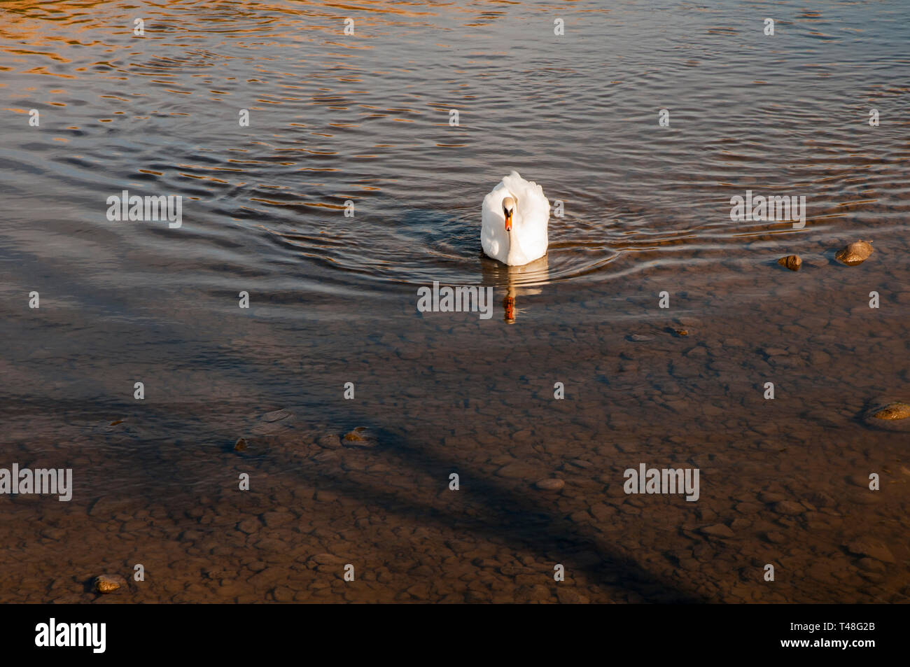 Cigno nuotare in acque poco profonde sul fiume Wyre nel Lancashire Inghilterra UIK sassoso il letto del fiume può essere visto attraverso acqua chiara Foto Stock