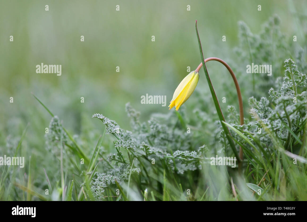 Delicato, sfondo Tulipano selvatico nella steppa, Bieberstein tulip, fiore giallo su un leggero sottofondo Foto Stock
