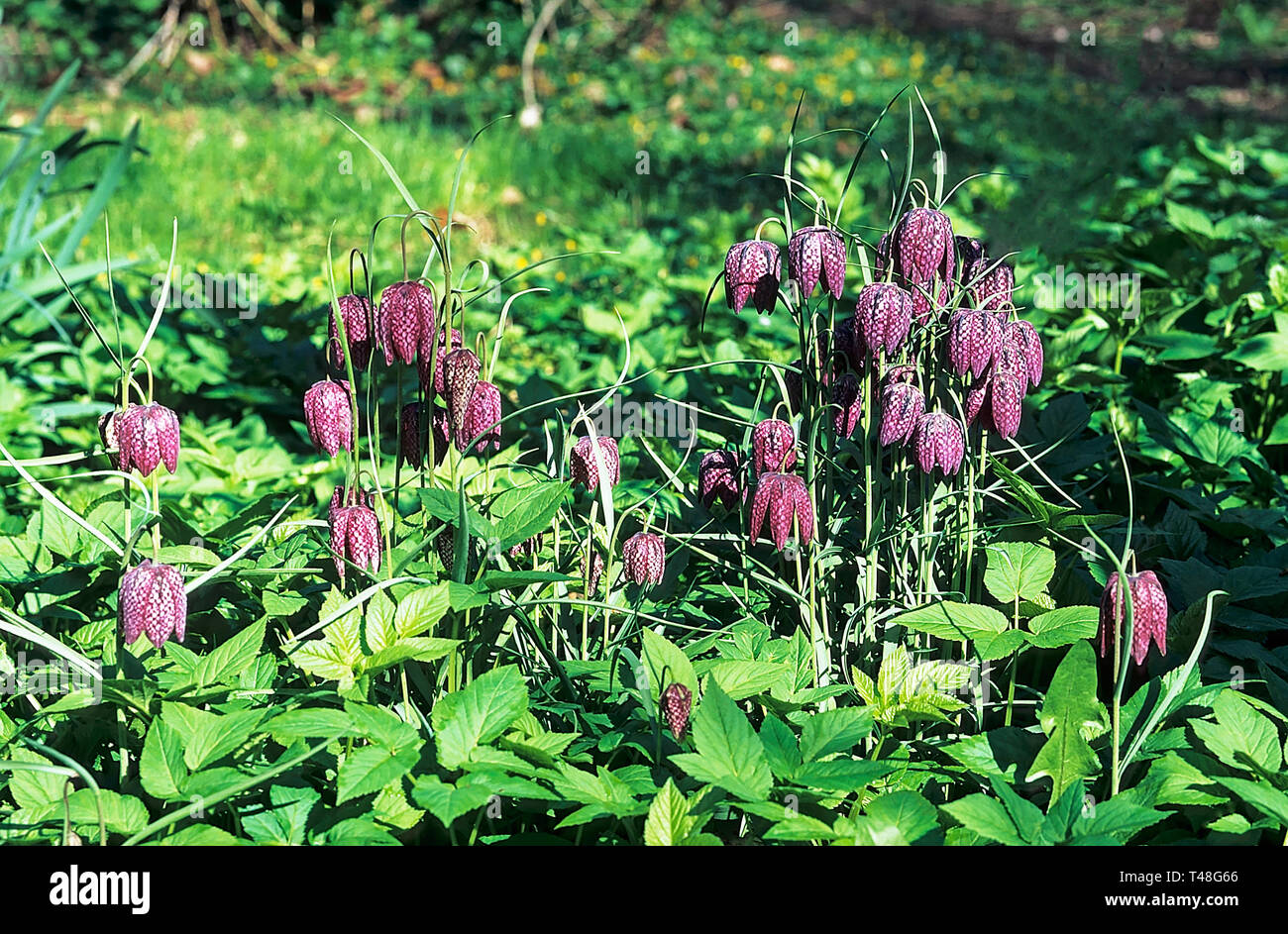 Testa di serpenti Fritillary Fritillaria meleagris in un bosco giardino . Un perenne che fiorisce in primavera con una forma a campana viola e fiori bianchi Foto Stock