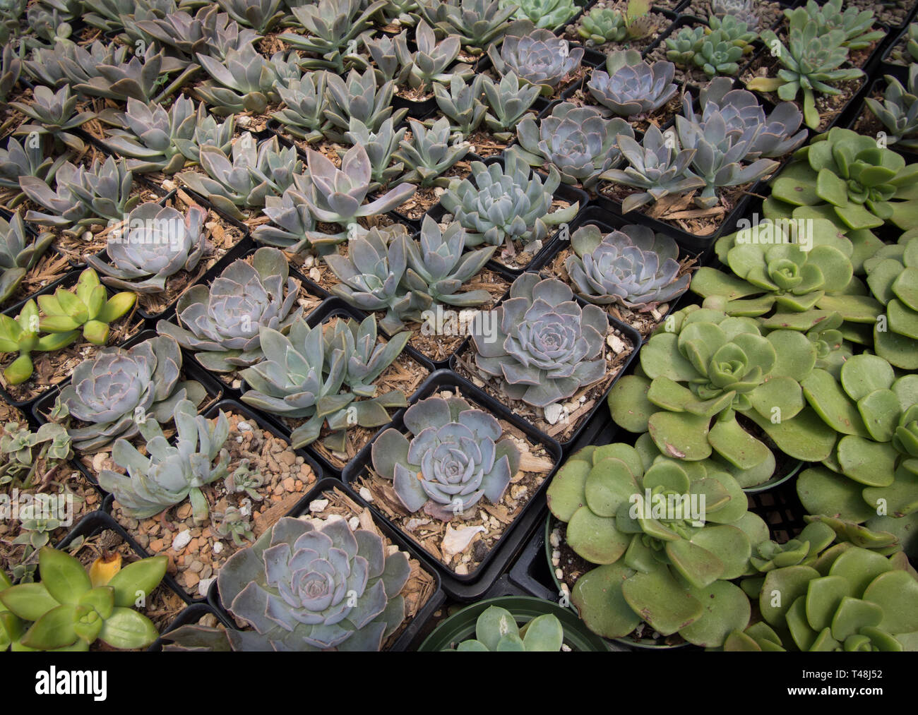 Le piante succulente in vendita Foto Stock