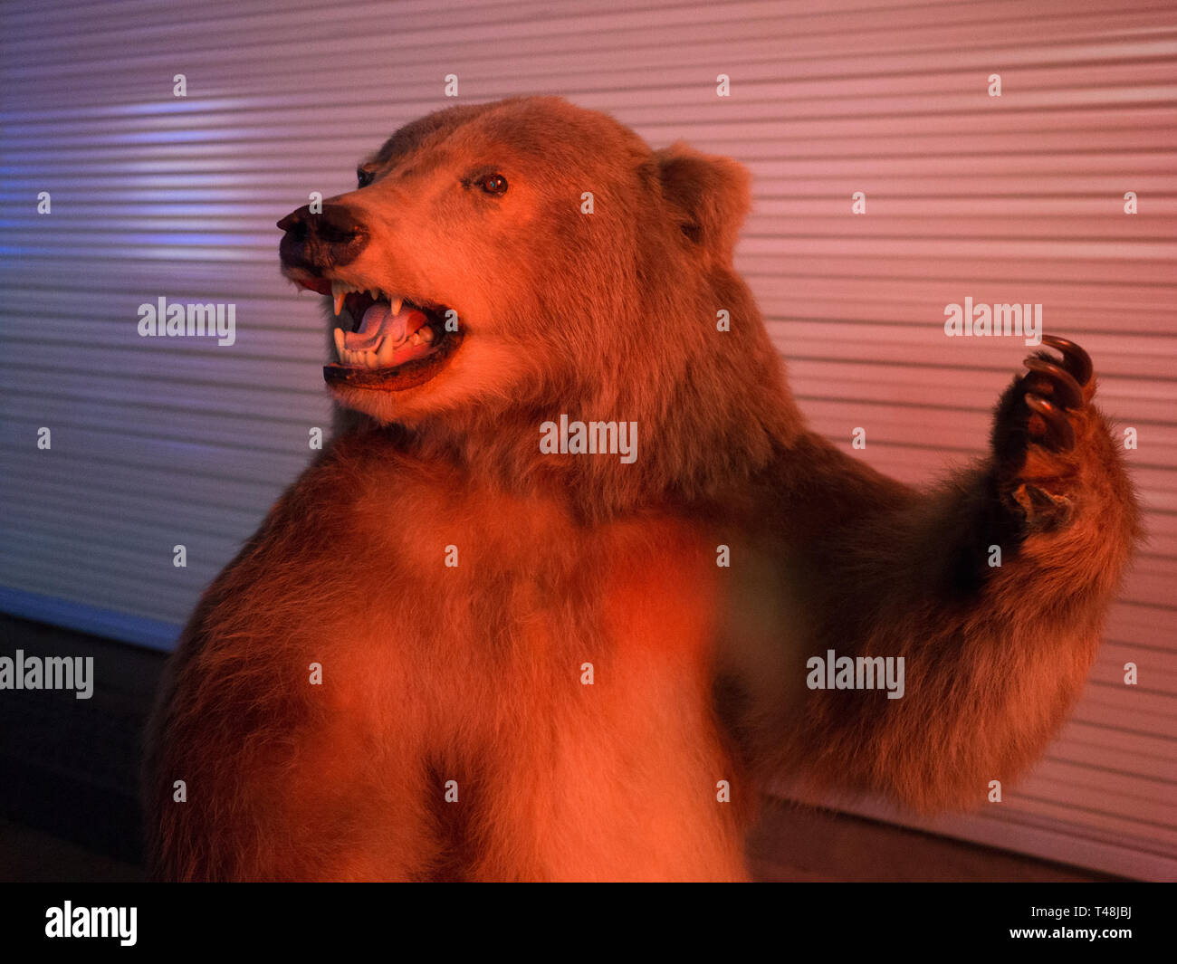 Di tassidermia orso grizzly Foto Stock