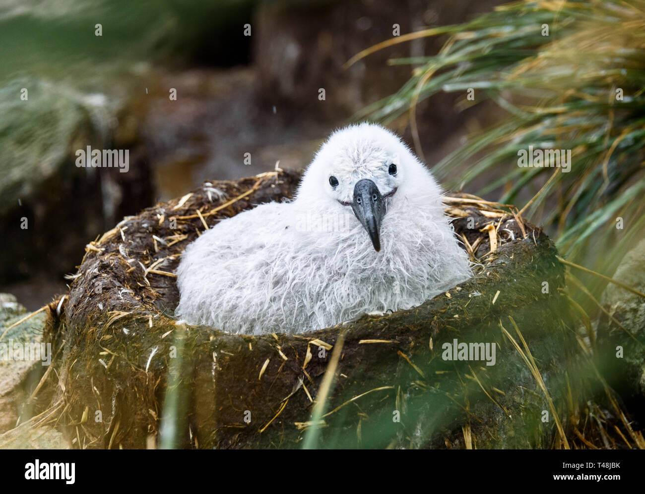 Carino Black-Browed Albatross pulcino su fango e nido di erba, Albatross e Penguin rookery, Isole Falkland Foto Stock