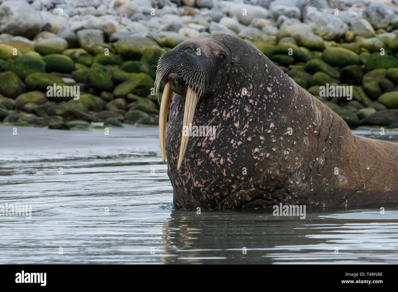 Tricheco (Odobenus rosmarus) guardando fuori dall'acqua, Magdalenen fiordo, Svalbard artico, Norvegia Foto Stock