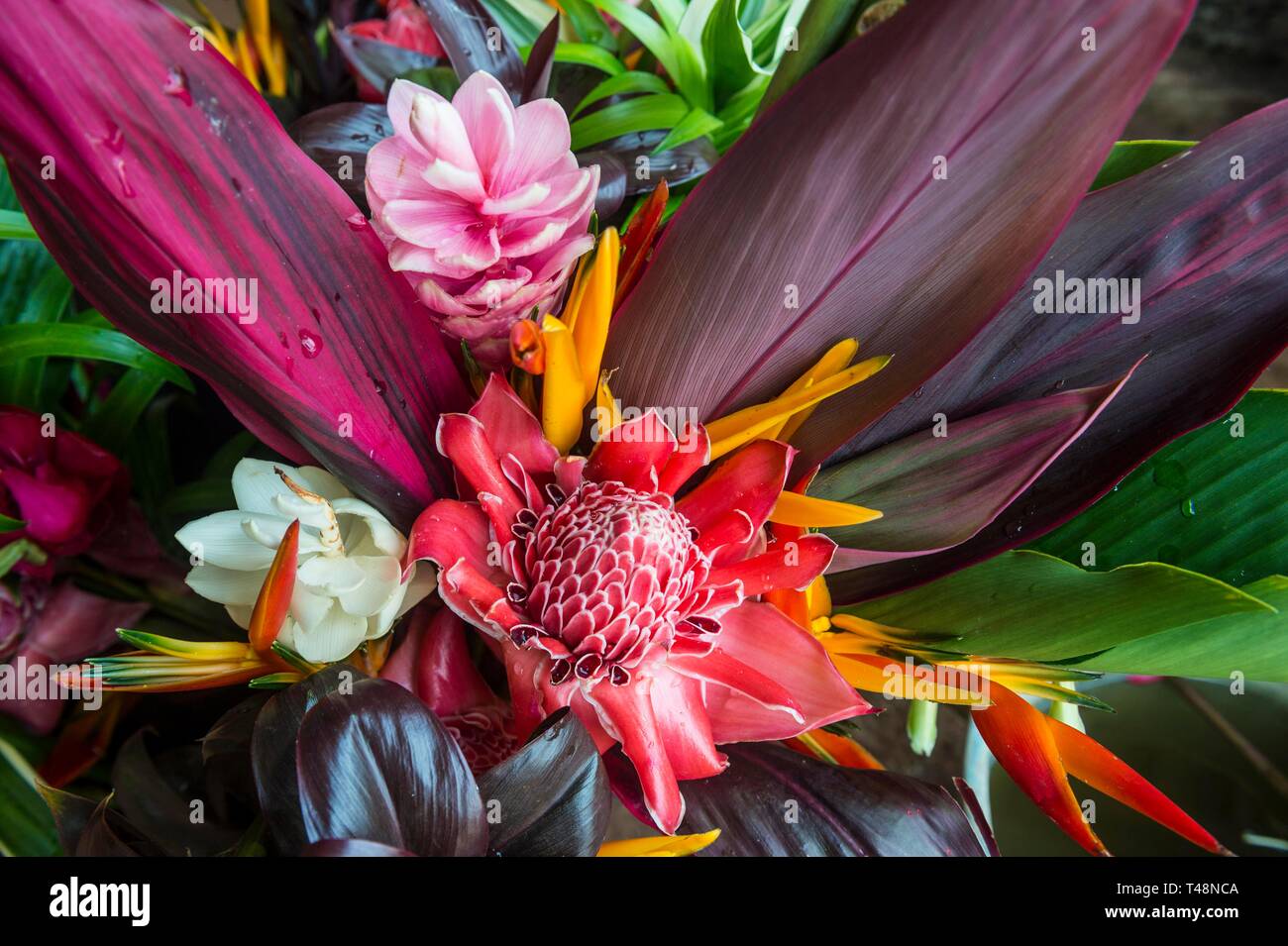 Coloratissimi fiori esotici per la vendita, Roura, Guiana francese Foto Stock