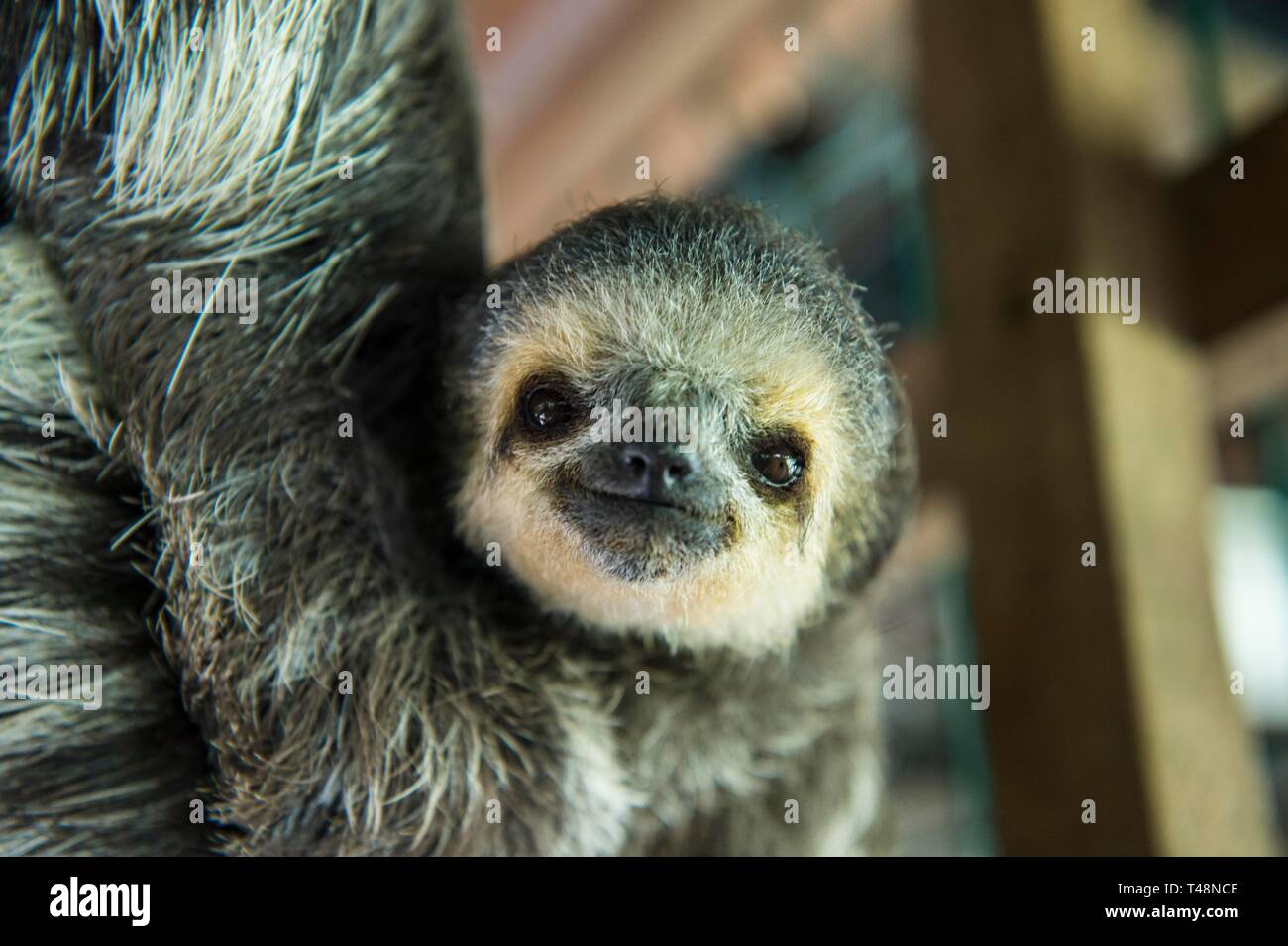 Pale-throated sloth (Bradypus tridactylus), giovane animale, prigionieri Chou Ai Centro di salvataggio, Guiana francese Foto Stock