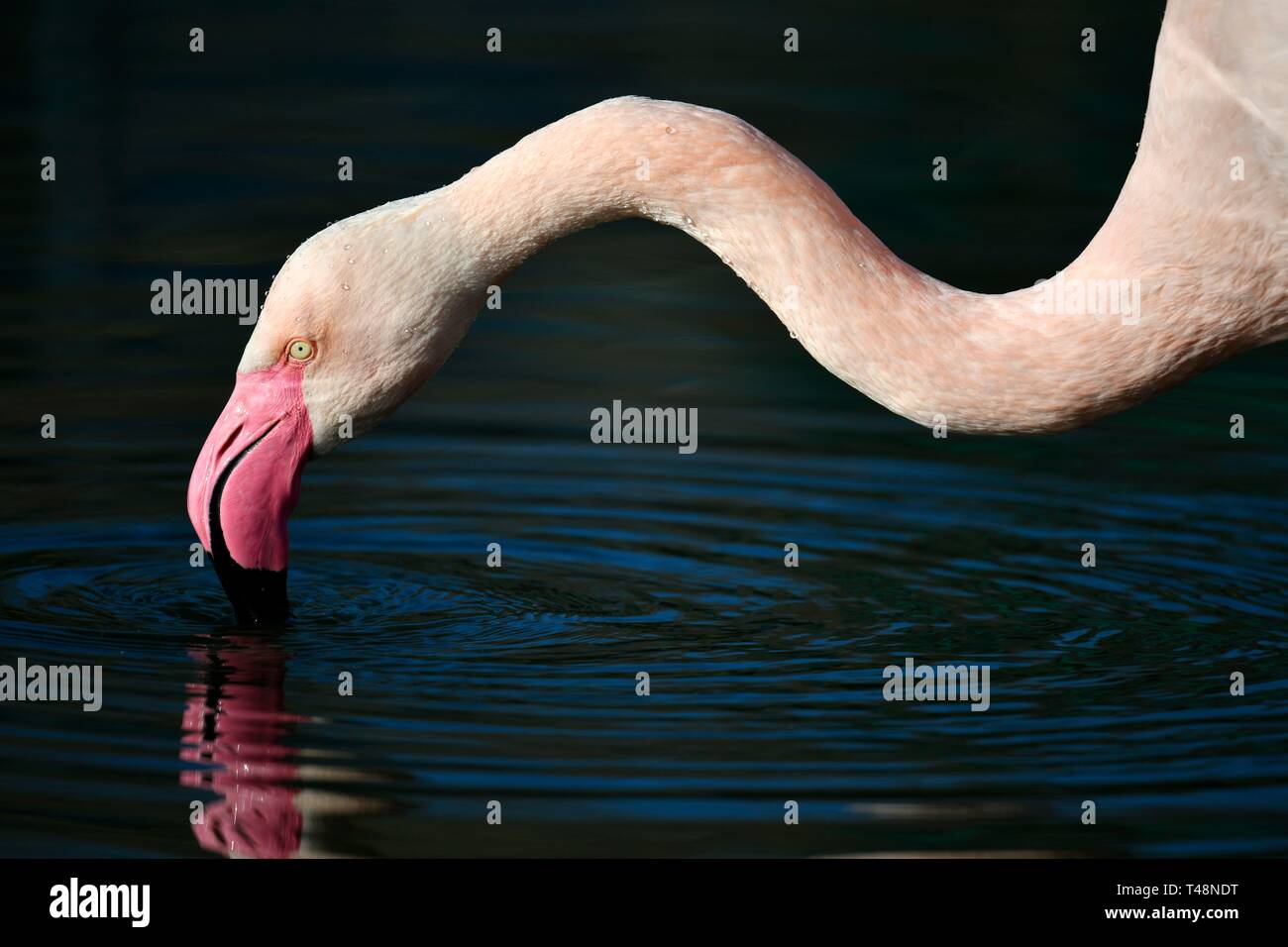 Fenicottero maggiore (Phoenicopterus ruber roseus), la ricerca di cibo in acqua, animale il portrait, captive, Germania Foto Stock